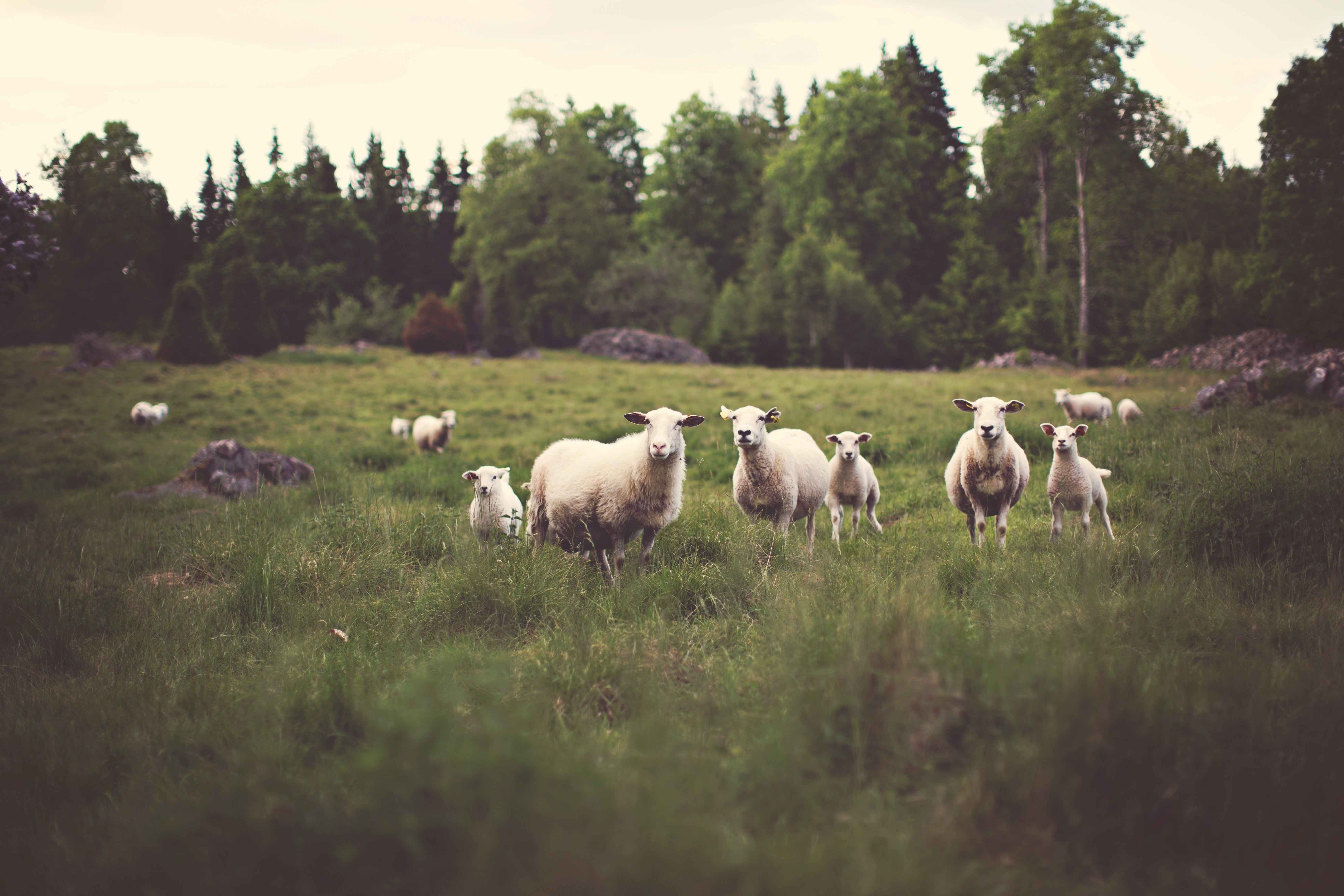 growth, mammal, livestock, animals, pets, grass, landscape, beauty in nature, animal, tree, land, green color, field, group of animals, plant, 5K, vertebrate, HD Wallpaper