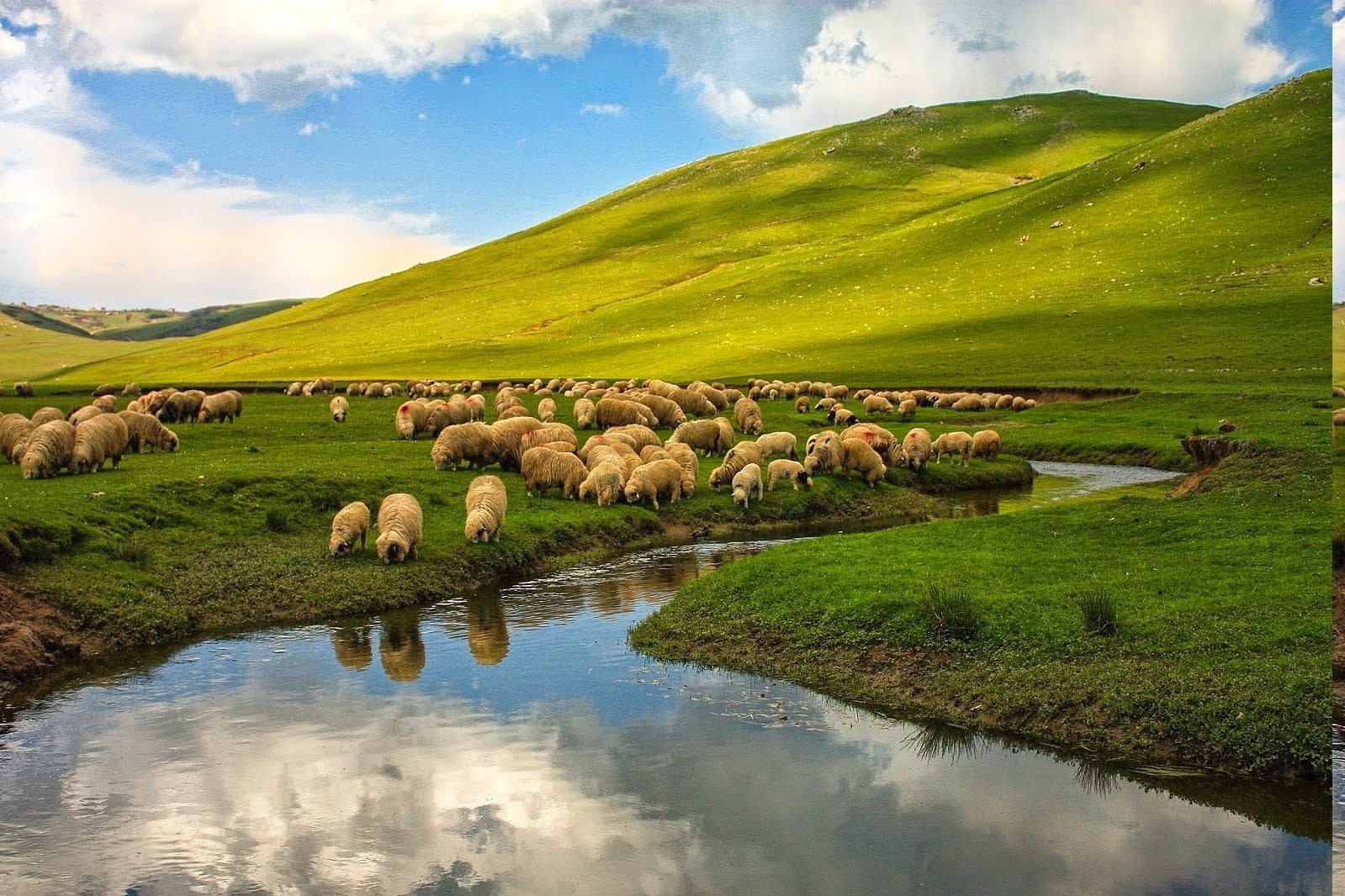 cloud - sky, livestock, domestic animals, sky, landscape, rural scene, sheep, animal themes, environment, nature landscape turkey ordu sheep river animals hill plains, HD Wallpaper