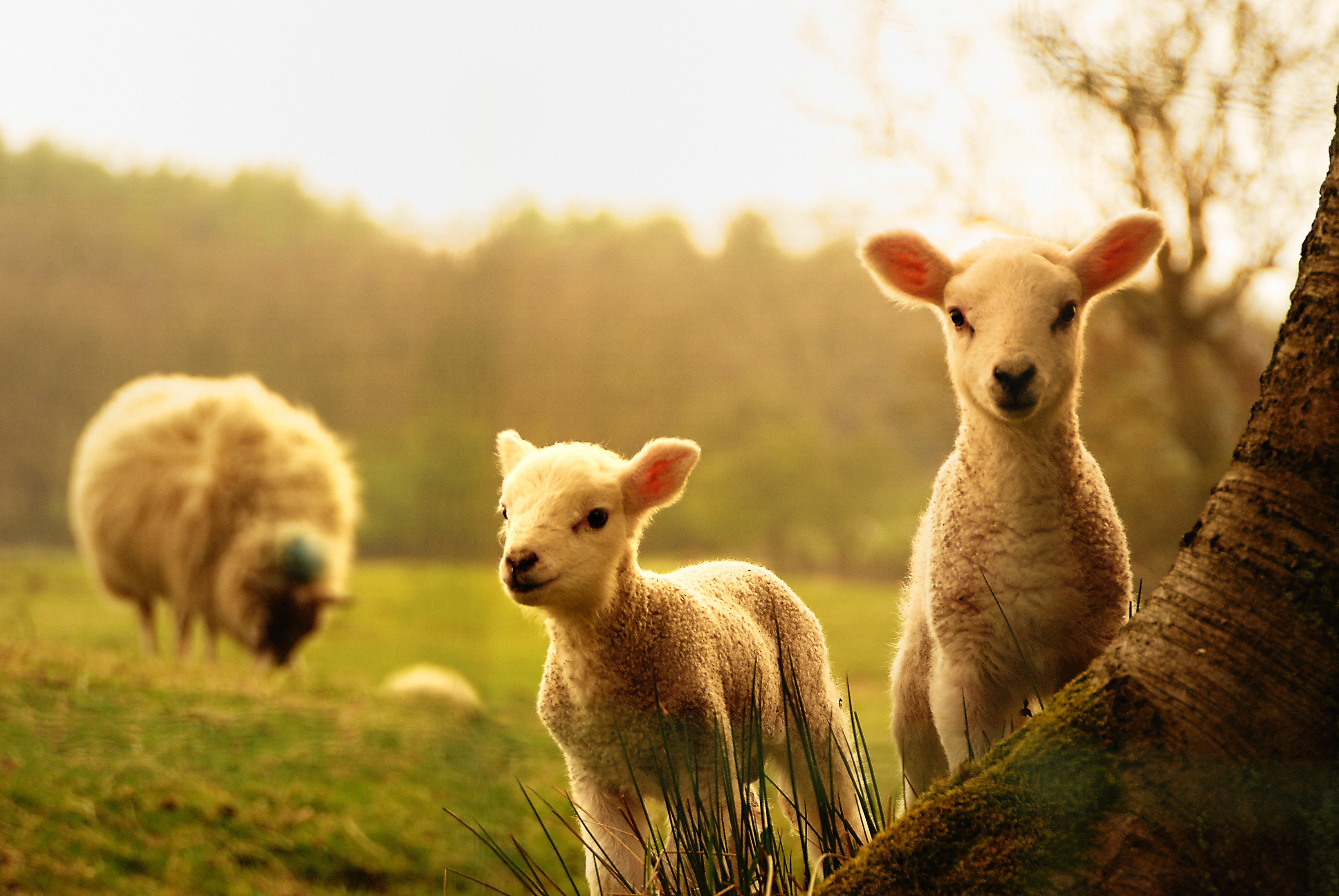 8K, ewe, springtime, portrait, herbivorous, field, agriculture, animals And Pets, land, animal, lambs, meadow, animal themes, non-Urban Scene, flock Of Sheep, HD Wallpaper