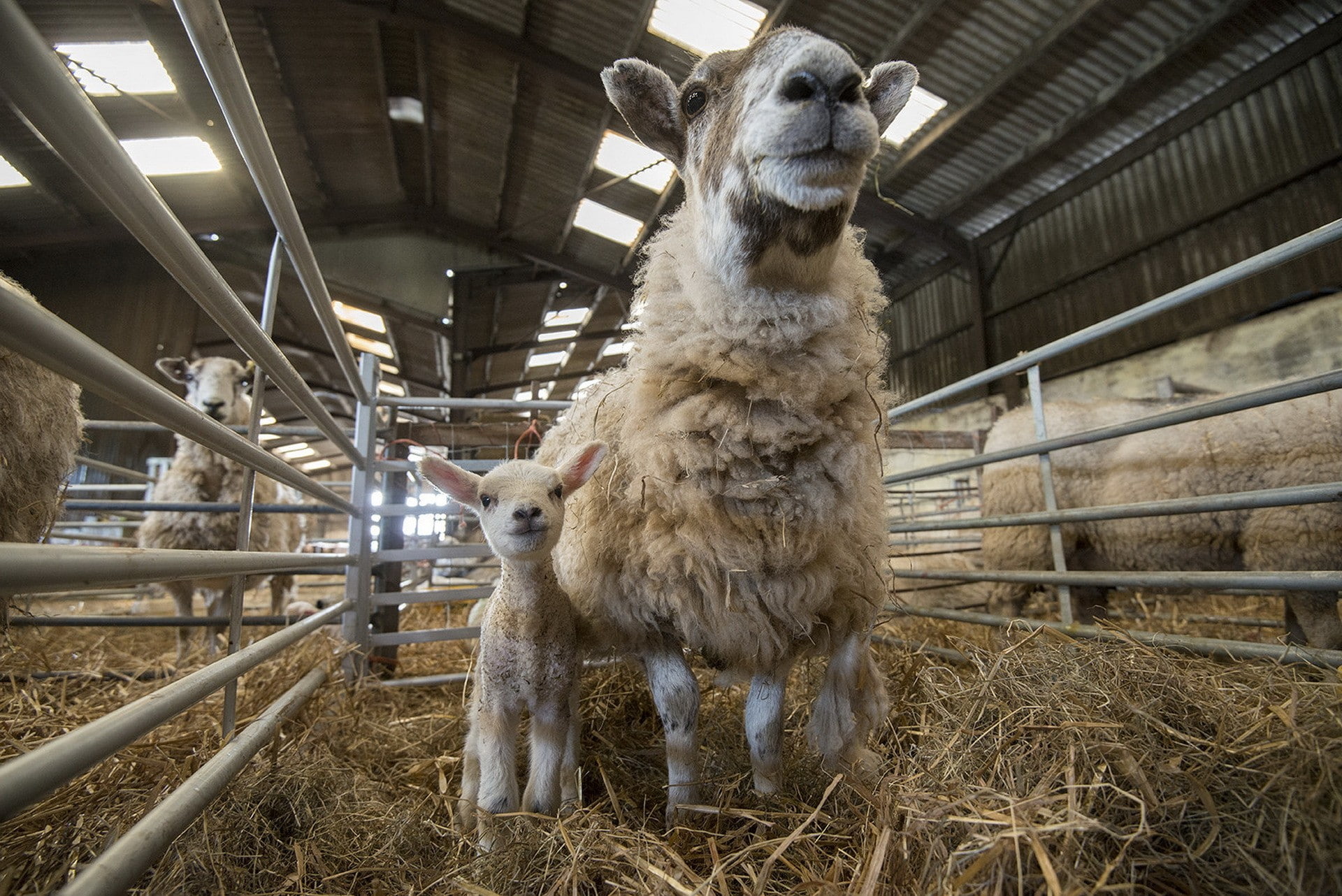indoors, standing, animal, mammal, portrait, baby animals, hay, architecture, 1080P, sheep, domestic animals, livestock, two animals, group of animals, HD Wallpaper