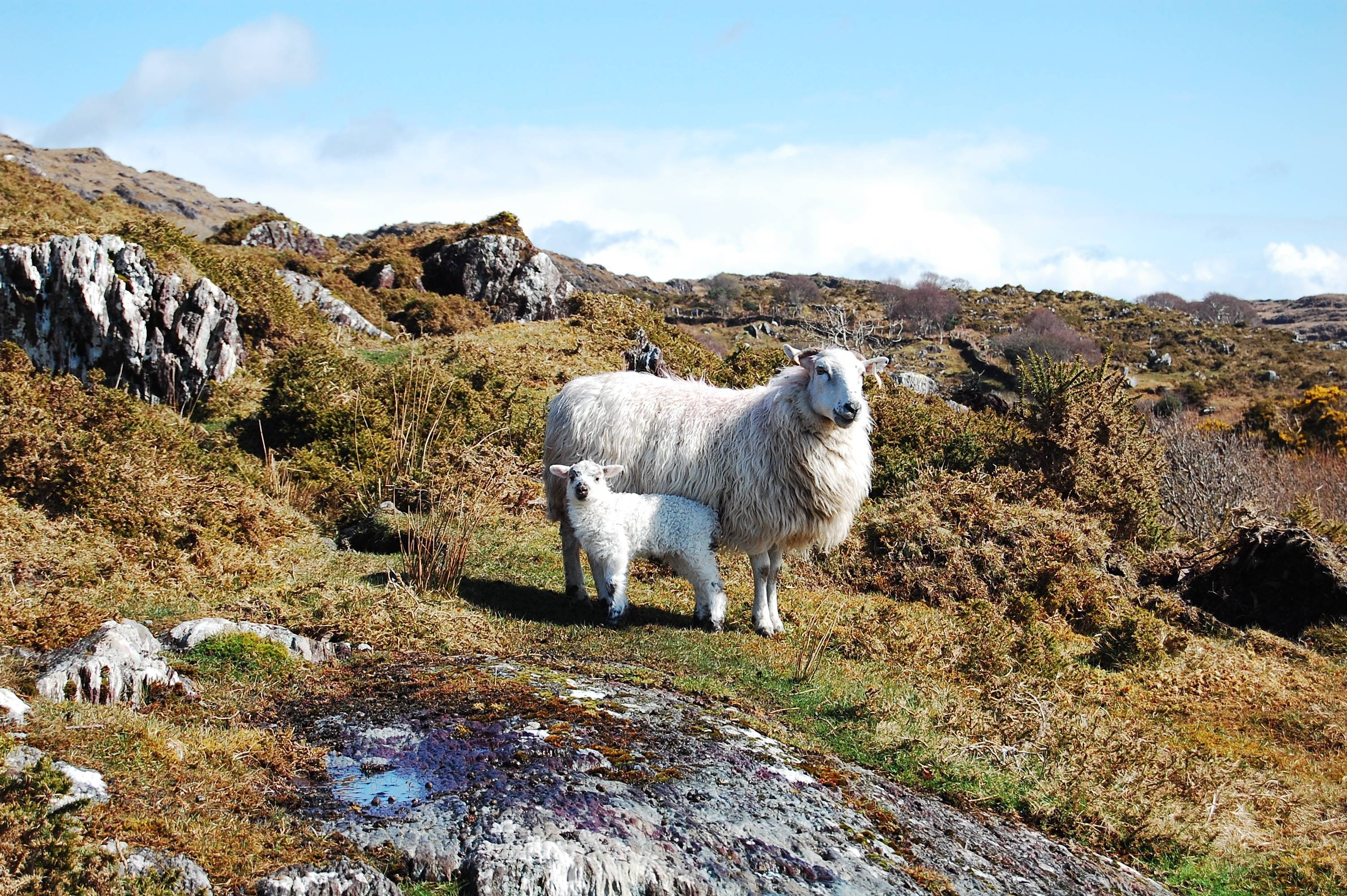 sheep, rural, livestock, lamb, 2K, nature, animals, HD Wallpaper