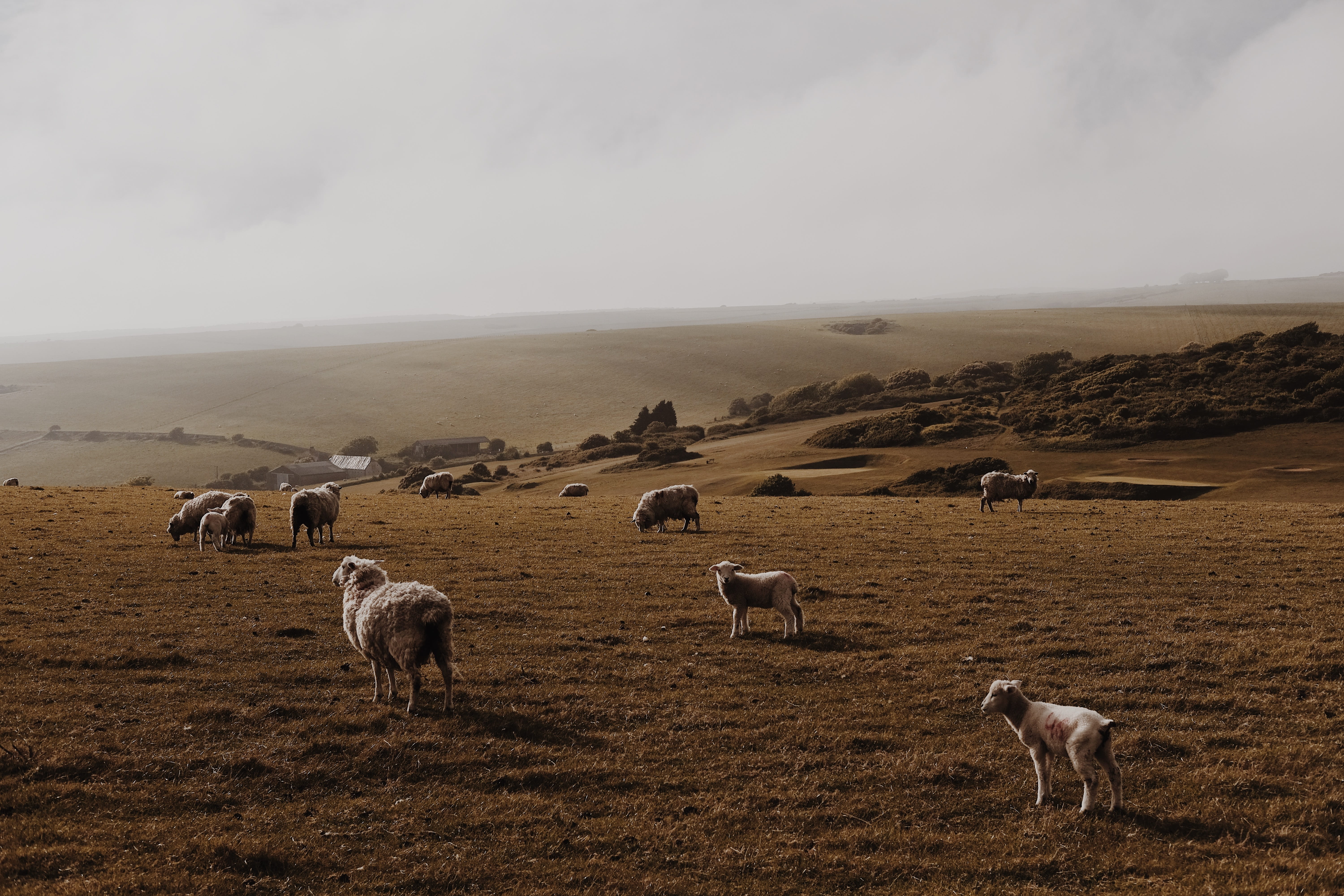 mammal, highland, group of animals, pets, domestic animals, cloud, herbivorous, domestic, pet, nature, sky, landscape, land, vertebrate, field, 5K, lamb, HD Wallpaper
