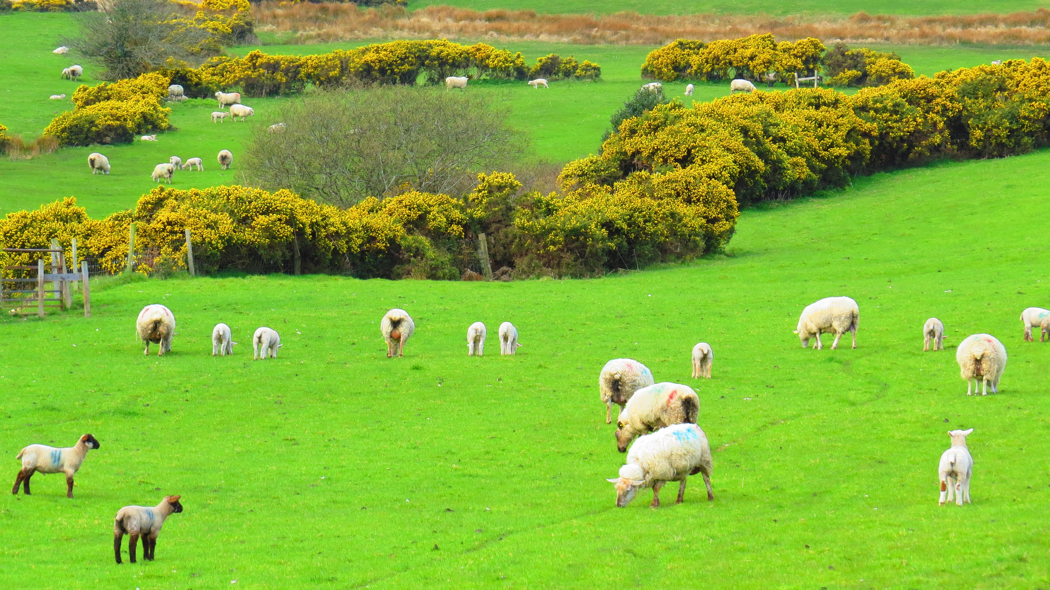 sheep, plain, grass, field, no people, animal themes, vertebrate, hill, outdoors, domestic, pasture, nature, landscape, farm, large group of animals, green, HD Wallpaper