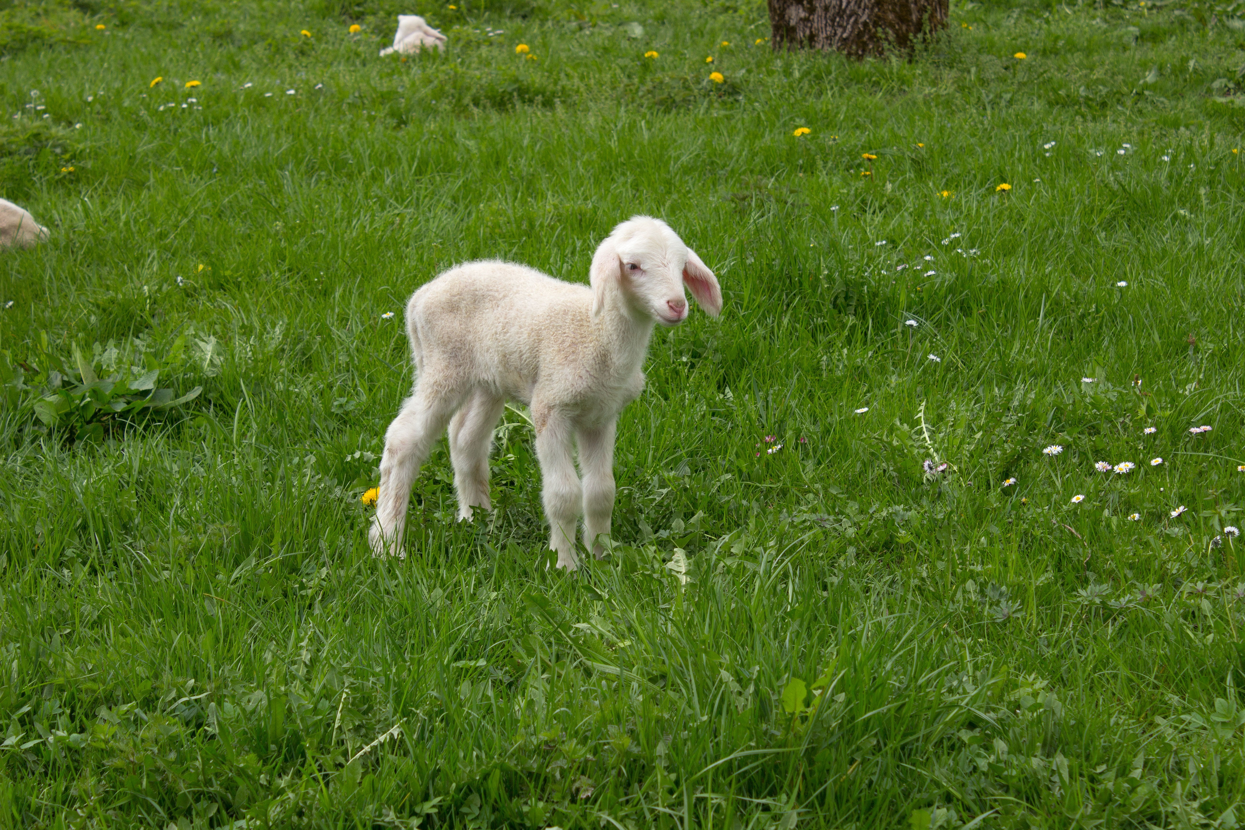 day, farm, animal, agriculture, white, livestock, sweet, mammal, spring, one animal, plant, sheep, vertebrate, young animal, nature, no people, dog, 5K, HD Wallpaper