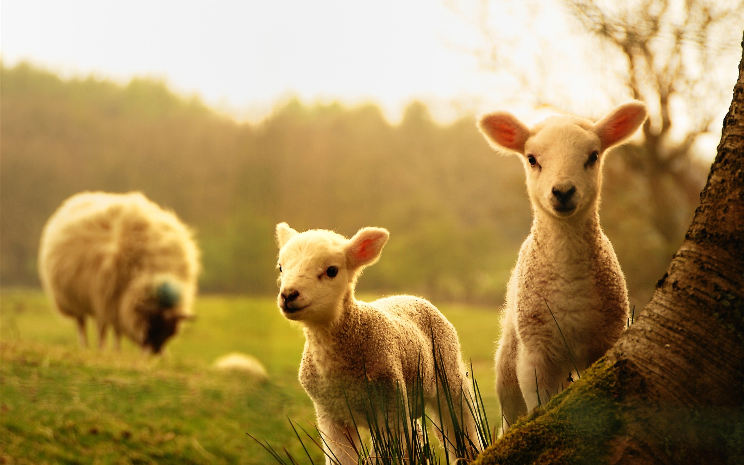 Sheep, two, 2K, Lambs, sheepkins, Wood, HD Wallpaper