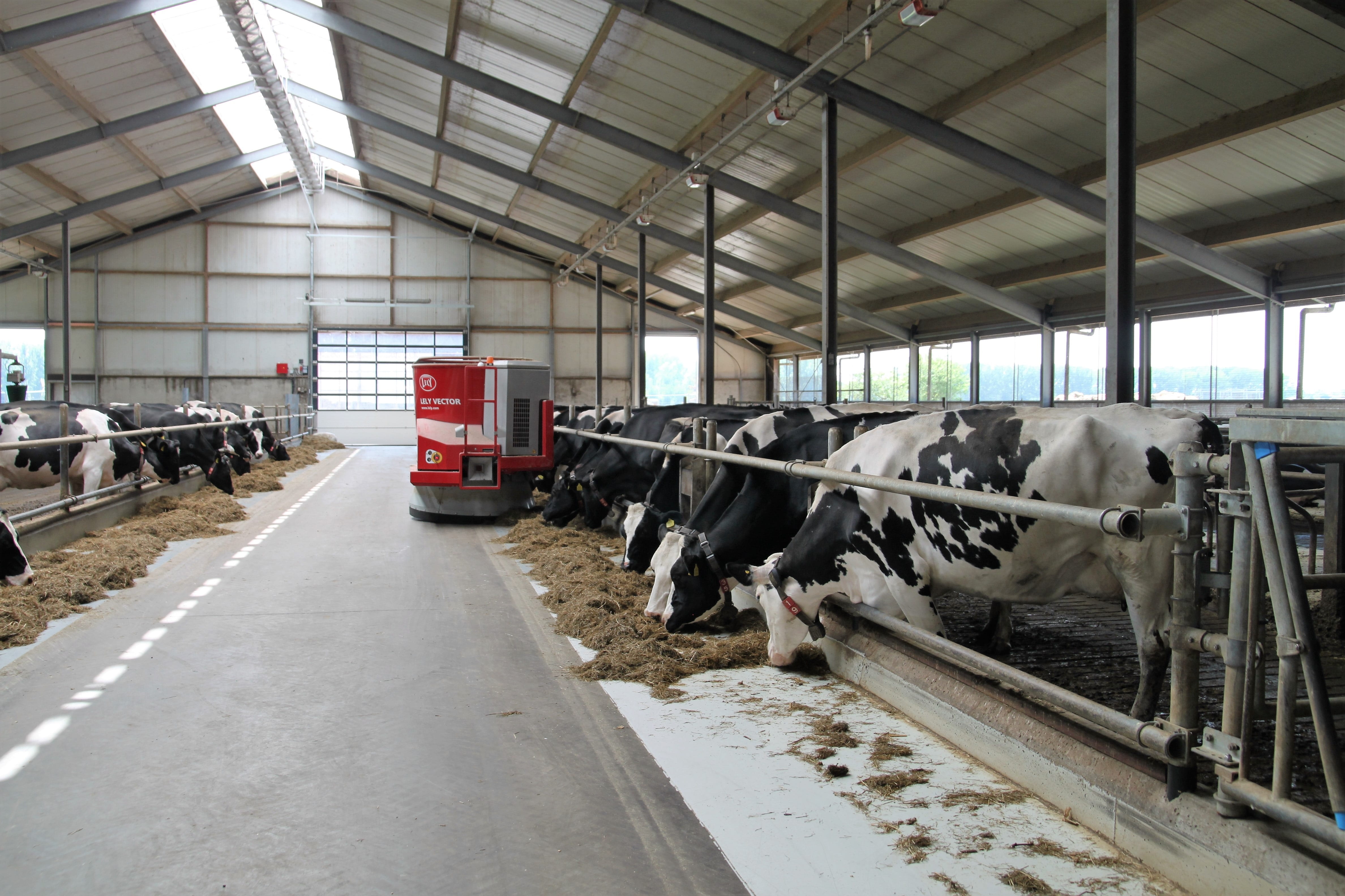 indoors, no people, cow, cattle, architecture, vertebrate, domestic animals, poultry, cows, ceiling, animal themes, day, group of animals, mode of transportation, HD Wallpaper