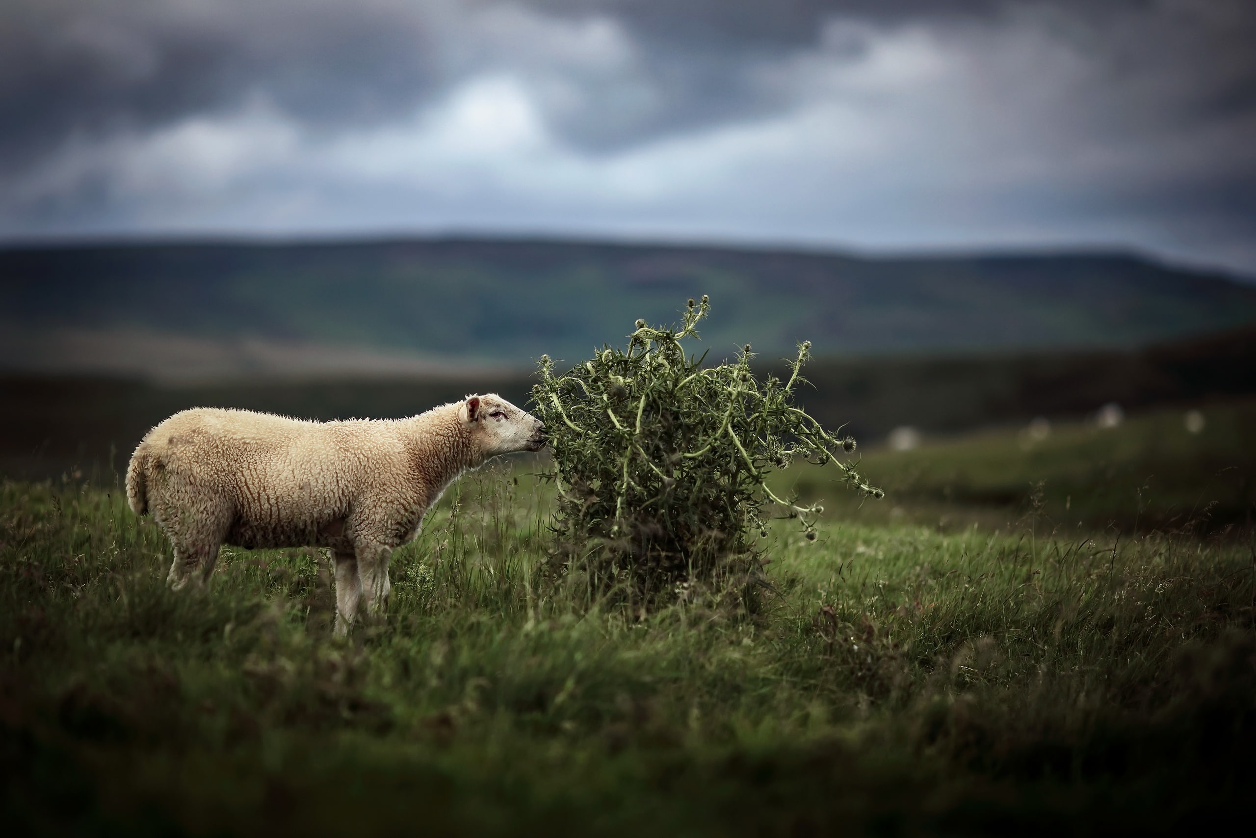 no people, pets, land, cloud - sky, plant, domestic, outdoors, side view, sheep, plants, nature, animal themes, sky, animals, livestock, day, 2K, grass, HD Wallpaper