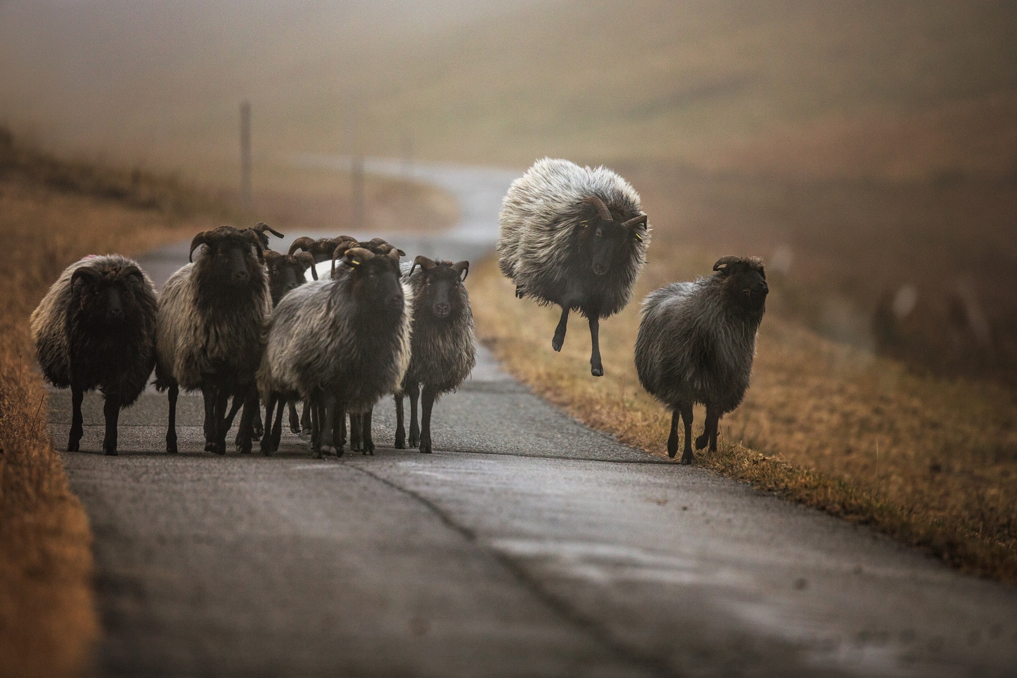 bird, livestock, vertebrate, transportation, walking, nature, domestic animals, outdoors, animals, animal wildlife, large group of animals, group of animals, HD Wallpaper