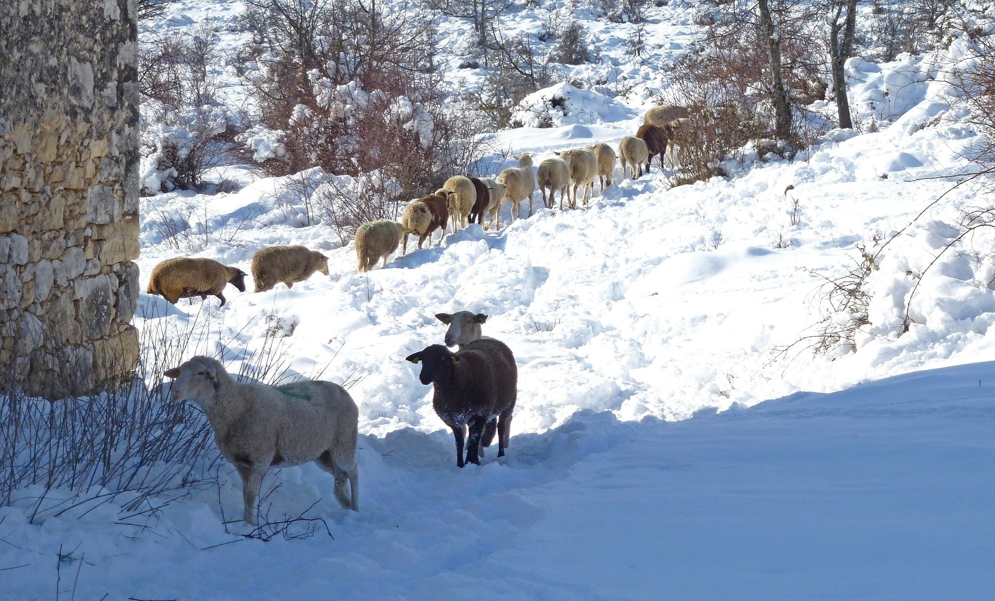 no people, nature, day, snow, herd, animals, animal themes, animal, cold temperature, pets, snowcapped mountain, domestic animals, field, land, vertebrate, HD Wallpaper