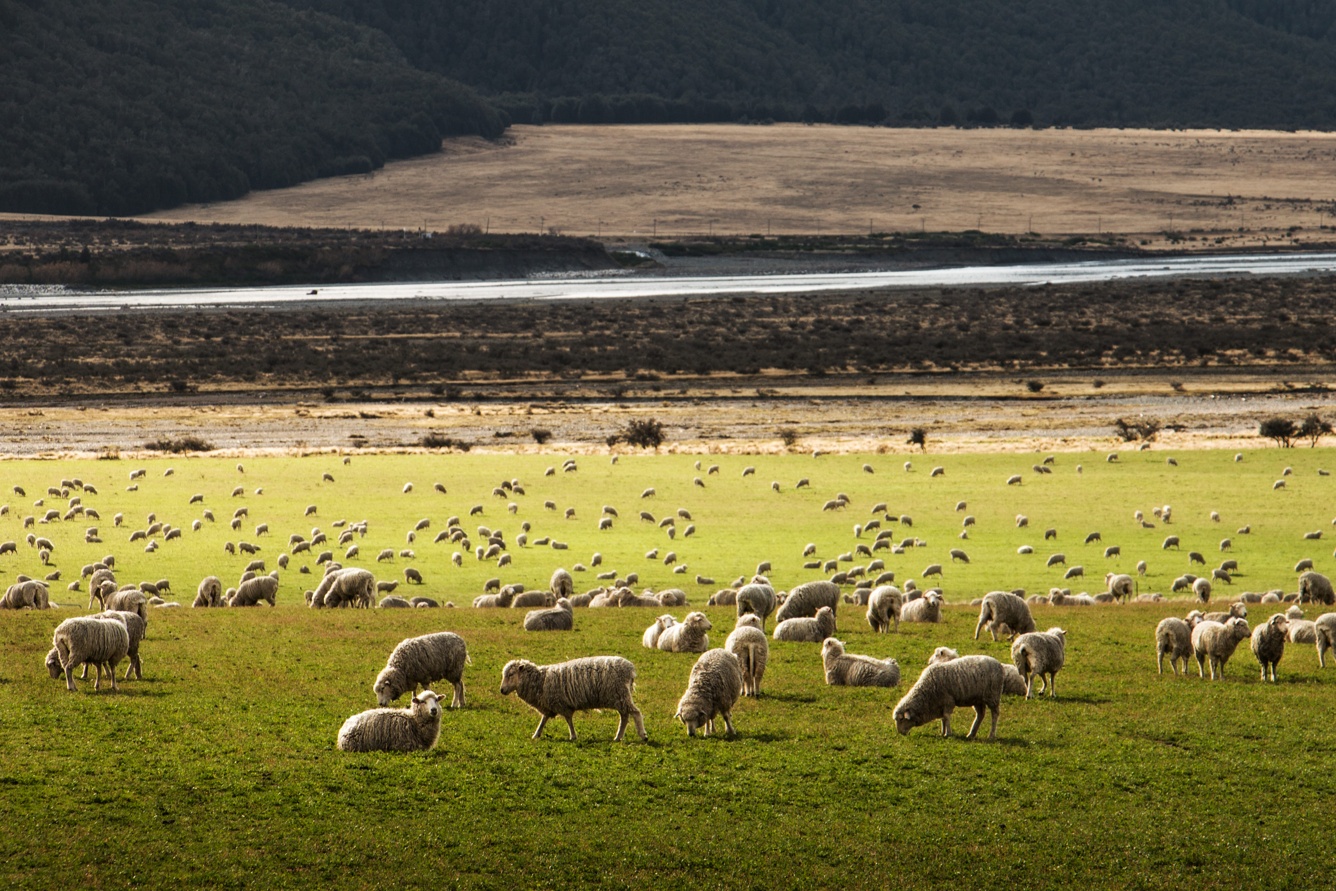 no people, mammal, grass, land, animal themes, herbivorous, herd, farm, sheep, livestock, large group of animals, farmland, grazing, animal, pasture, animal wildlife, HD Wallpaper