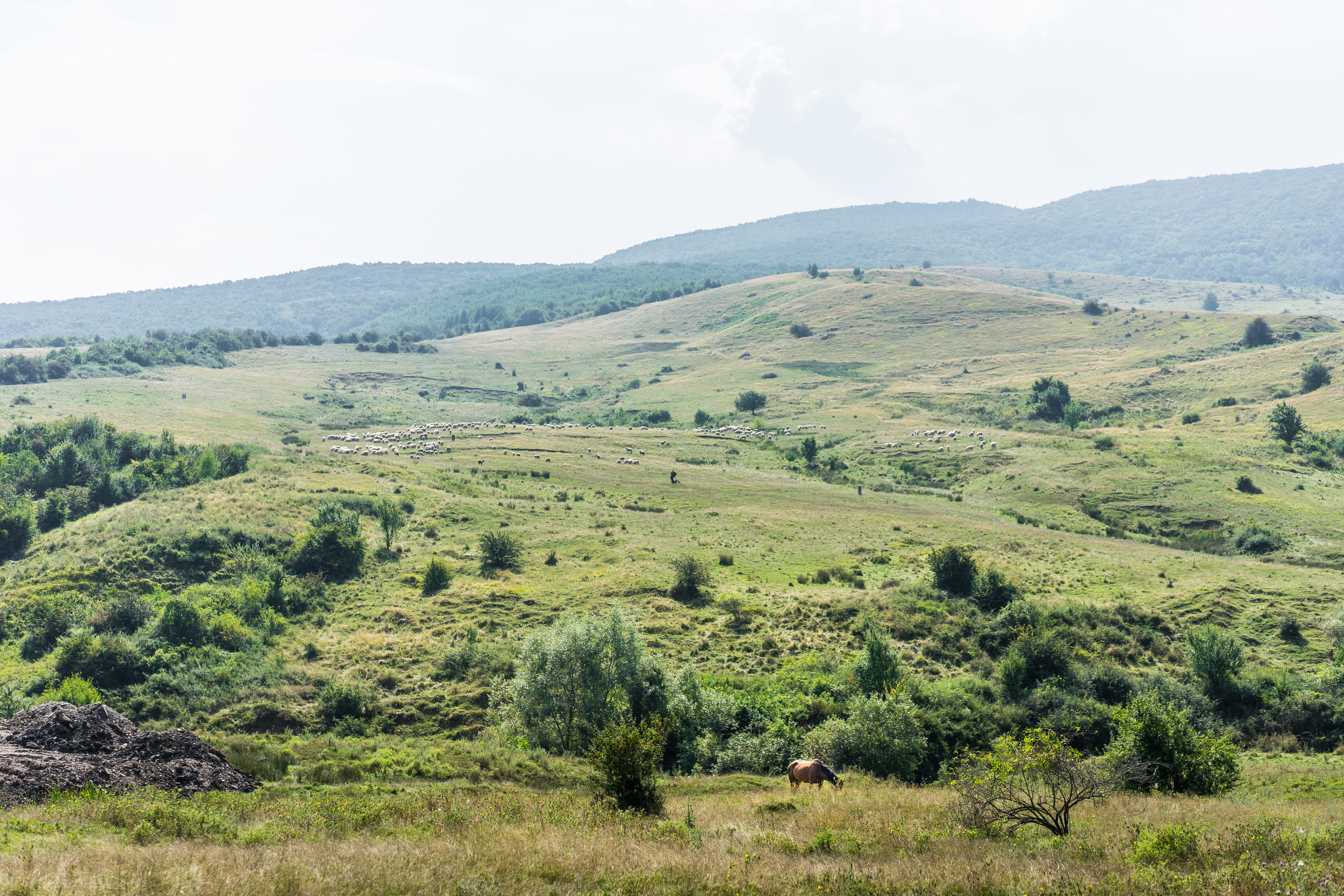 beauty in nature, Horse, green Color, animals, animal, landscape, agriculture, rural Scene, no People, summer, mountain, outdoors, non-Urban Scene, Nature, HD Wallpaper