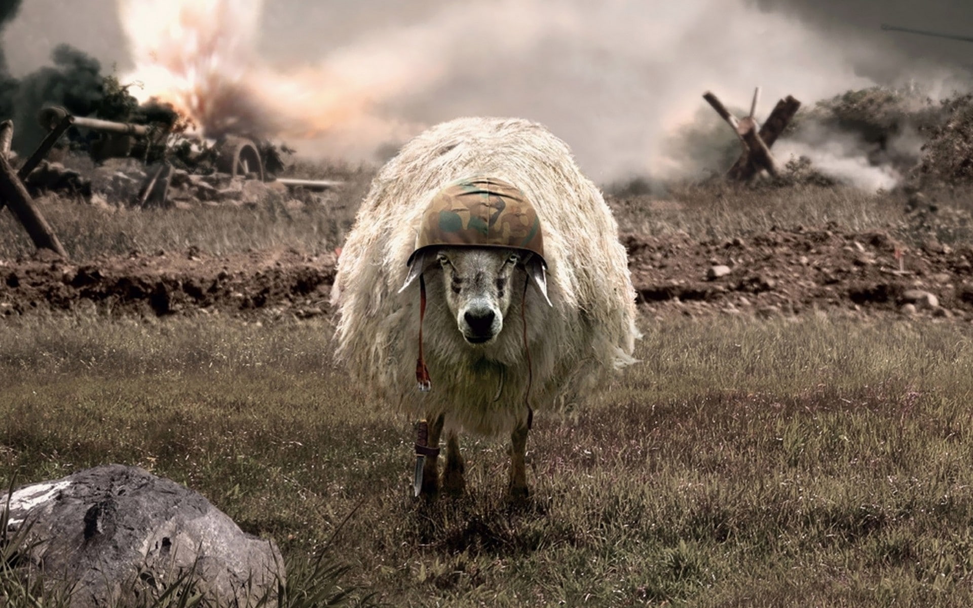 animals, sheep, humor, 1080P, explosion, helmet, bayonette, field, camouflage, HD Wallpaper
