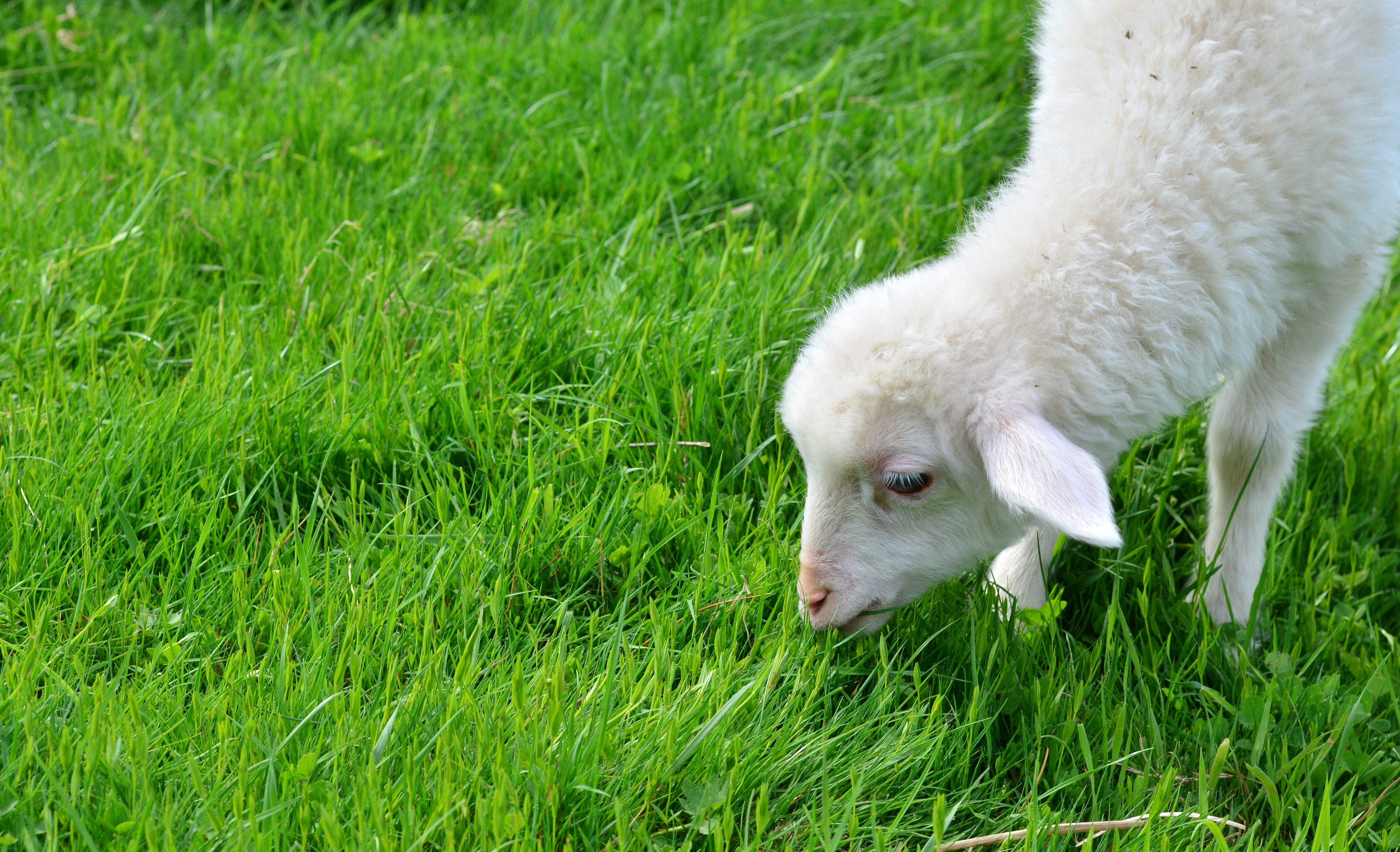 psalm 23, no people, meadow, animal head, domestic, pasture, white, schäfchen, animal themes, domestic animals, growth, one animal, animal child, day, outdoors, HD Wallpaper