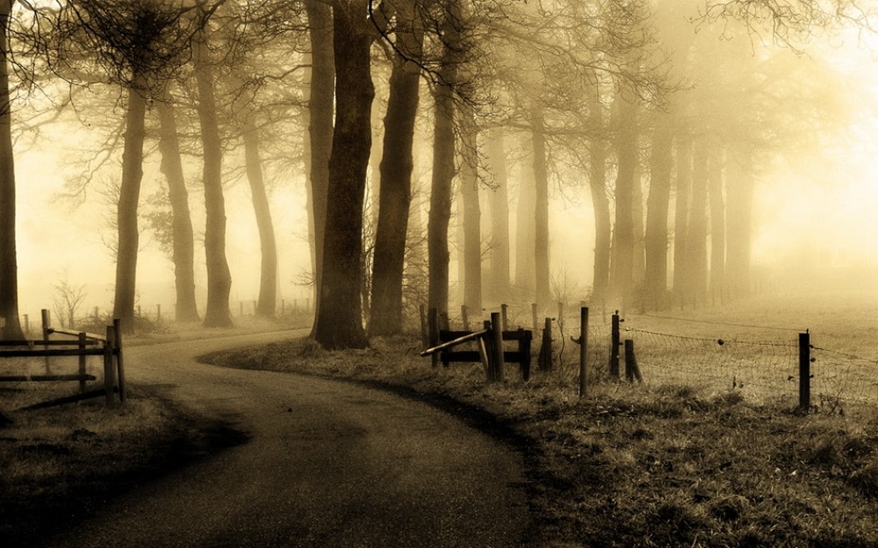 green, nature, 480P, grass, trees, mist, fence, netherlands, road, morning, landscape, HD Wallpaper
