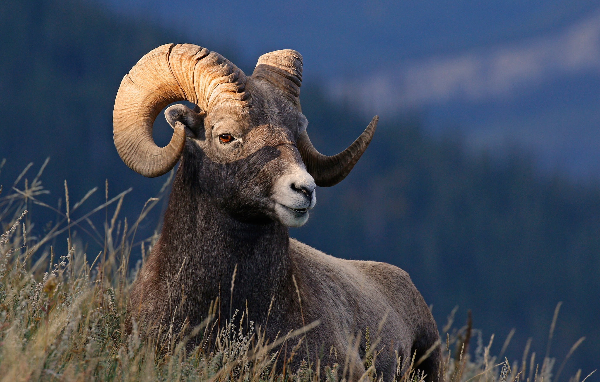 1080P, desert bighorn sheep, grass, horns, nature, HD Wallpaper