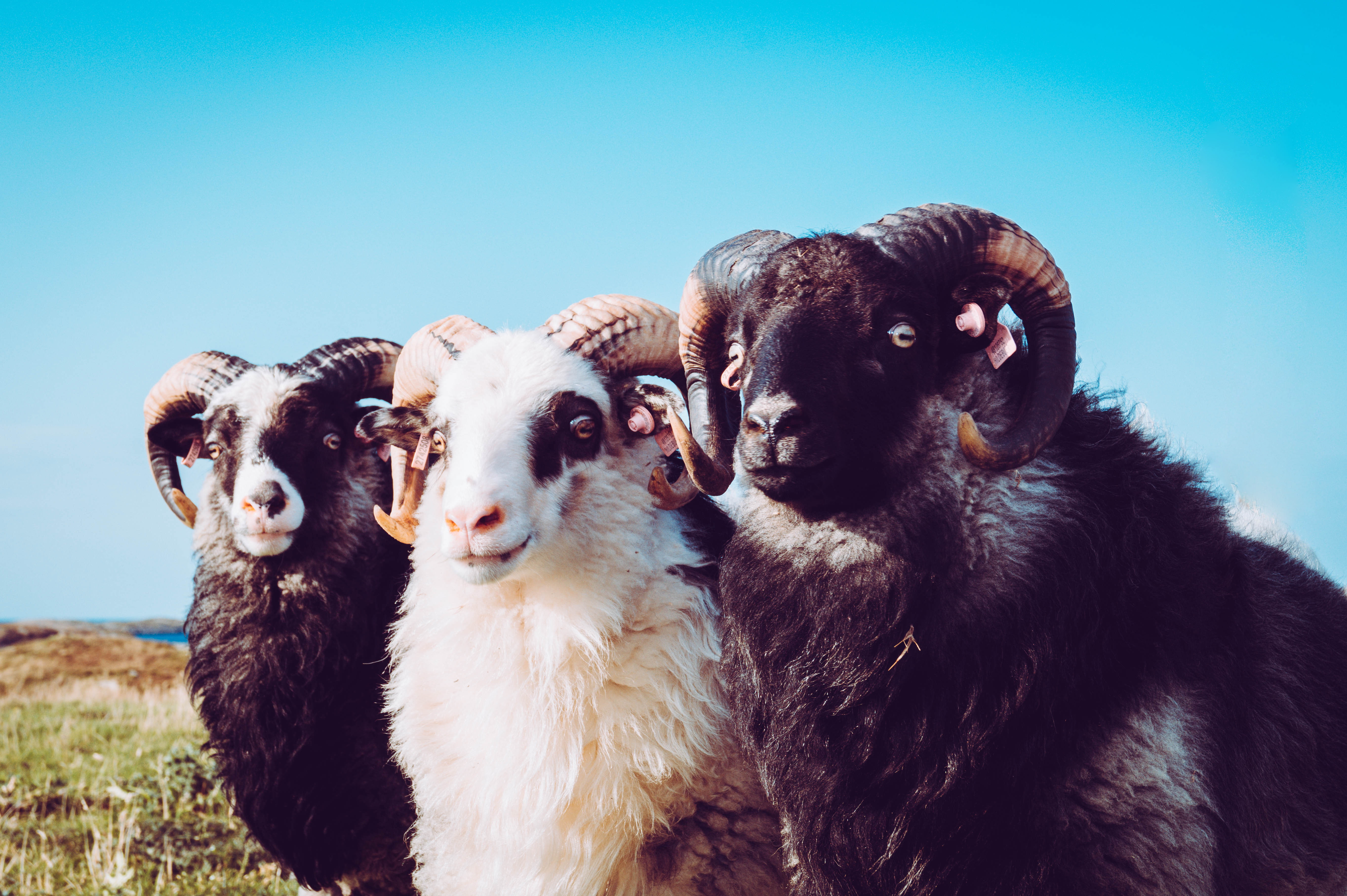 5K, ram, sheep, horns, Norway, HD Wallpaper