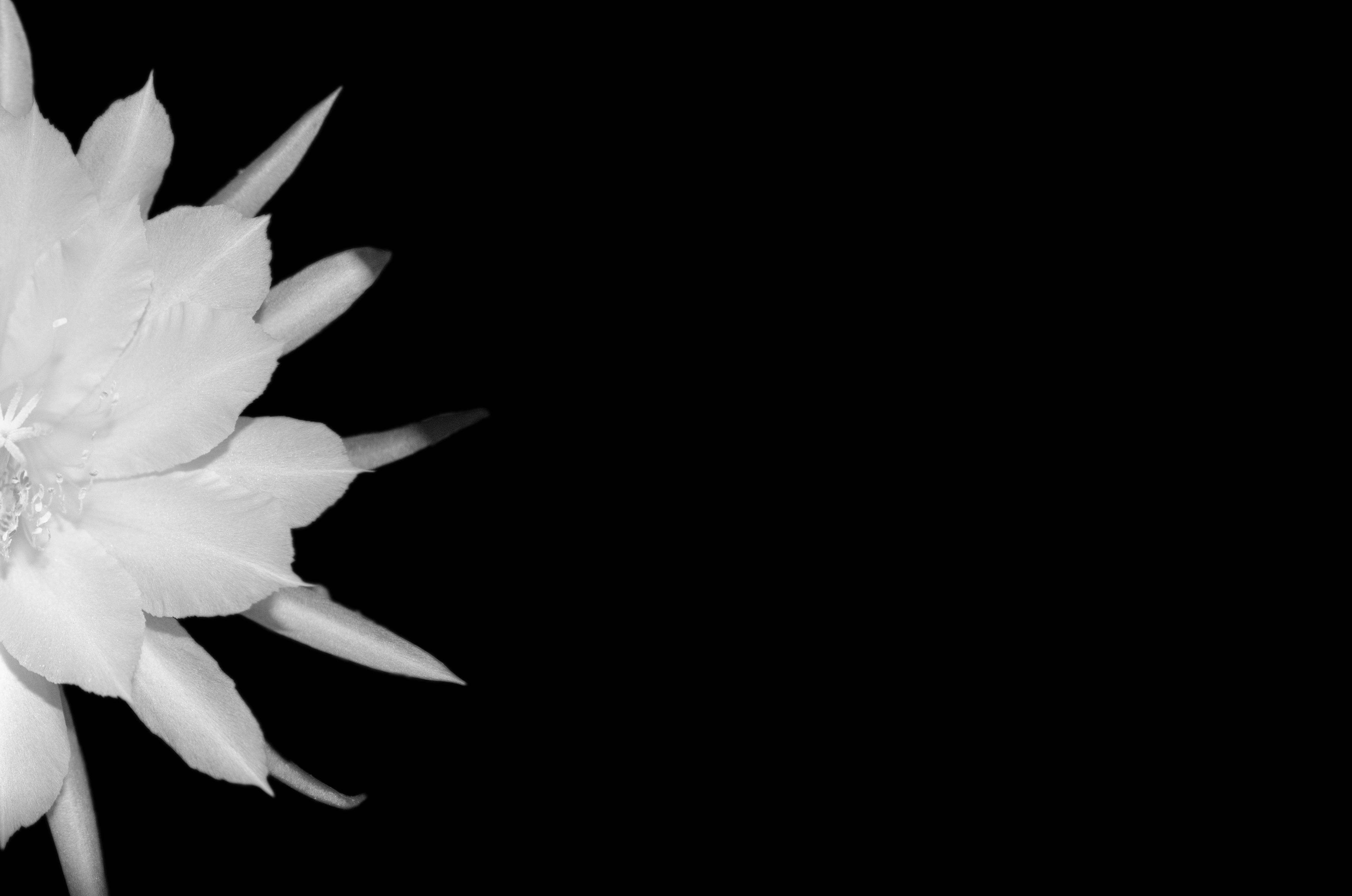 4K, plant, gliederkaktus, close, background, studio shot, copy space, white, flower, no people, close-up, cactus, bloom, growth, vulnerability, inflorescence, HD Wallpaper