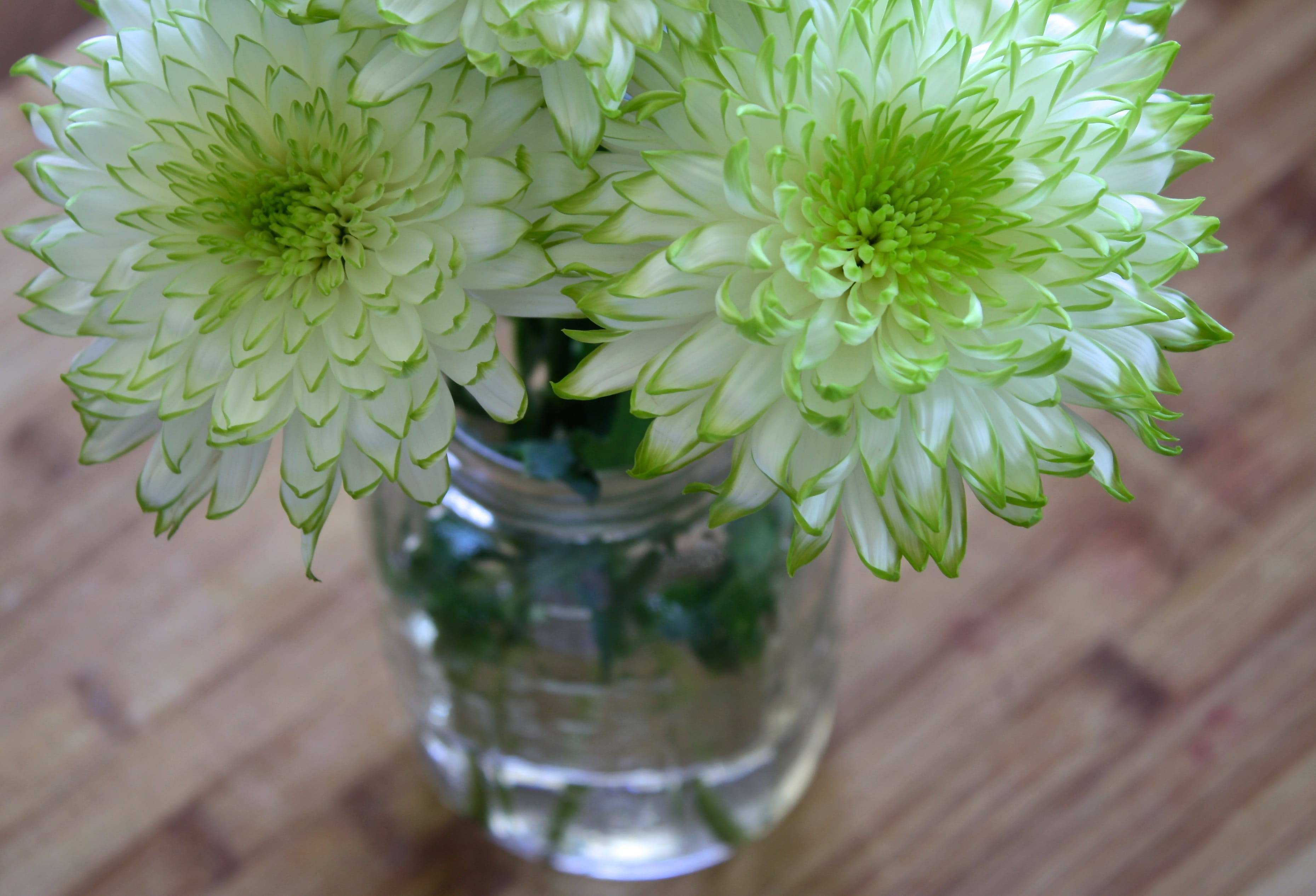 style, vulnerability, stylish, affection, house, flowers, fragility, plant, flower arrangement, growth, white, sun, jar, close-up, center, petal, sunlight, HD Wallpaper