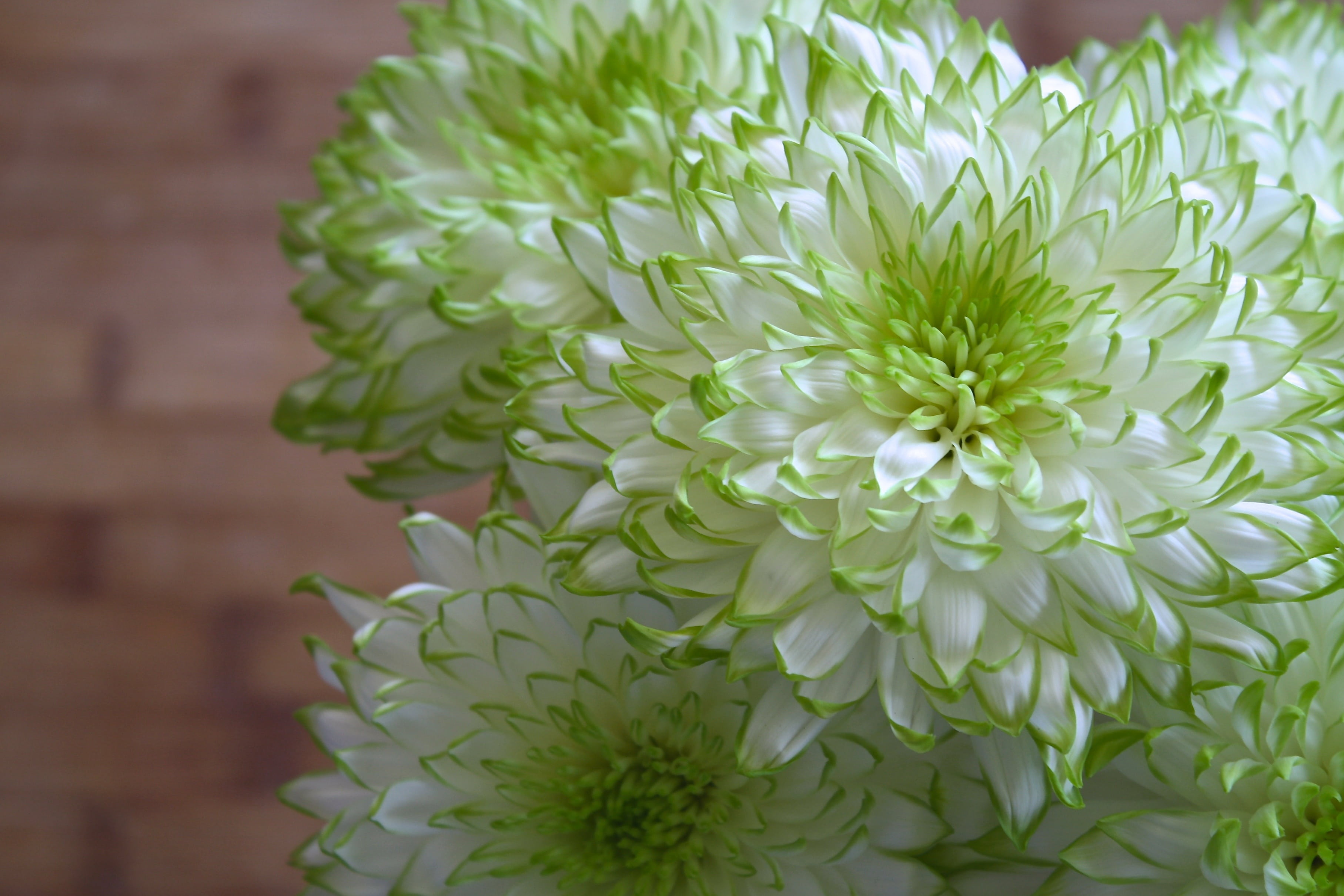 flower, petal, decoration, luxury home interior, white color, no people, house, jar, romantic, spring, luxury home, home interior, living, summer, fragility, HD Wallpaper