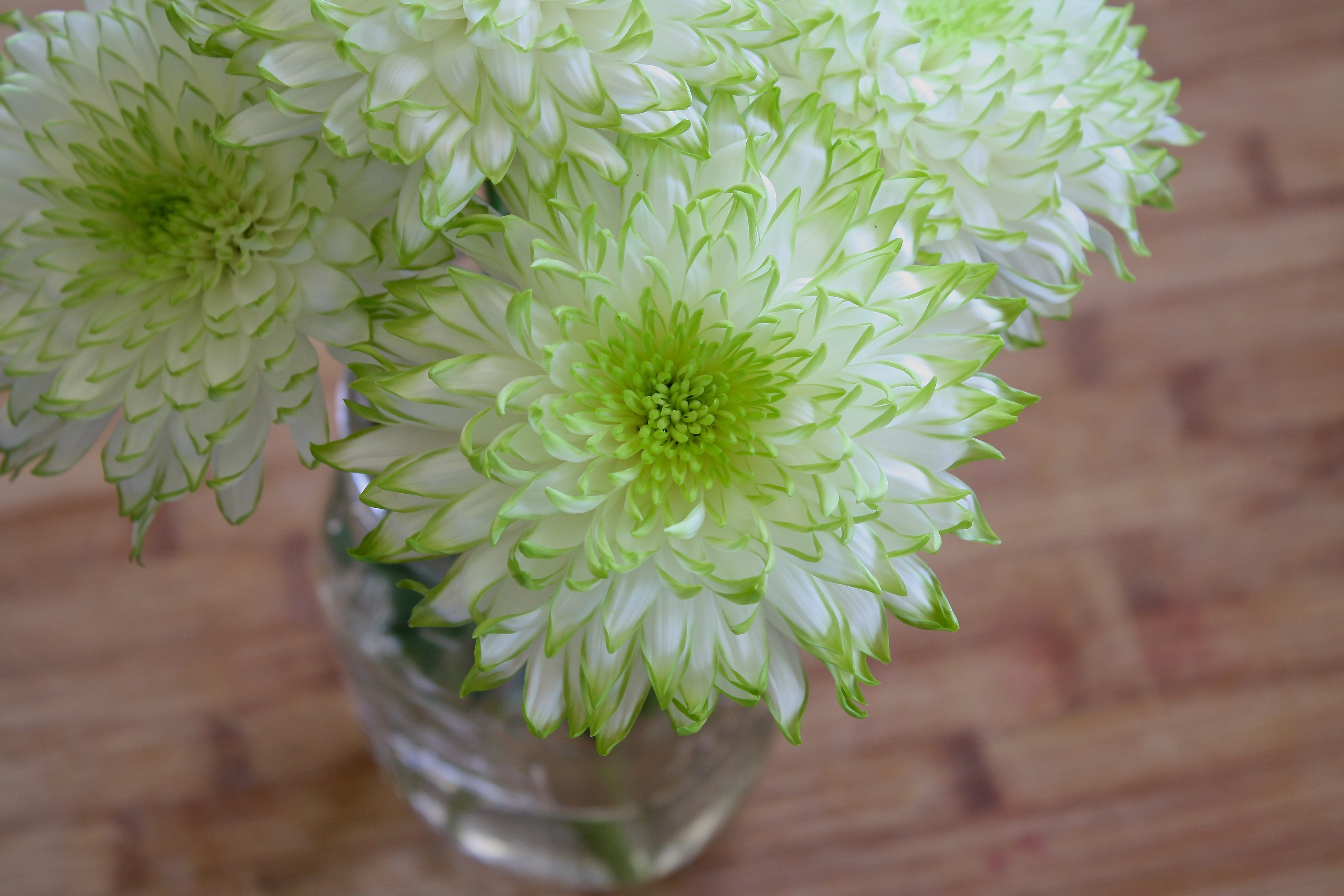 luxury, plant, jar, vulnerability, arrangement, focus on foreground, high angle view, fragility, green, design, lifestyle, close-up, sunlight, vase, romantic, HD Wallpaper