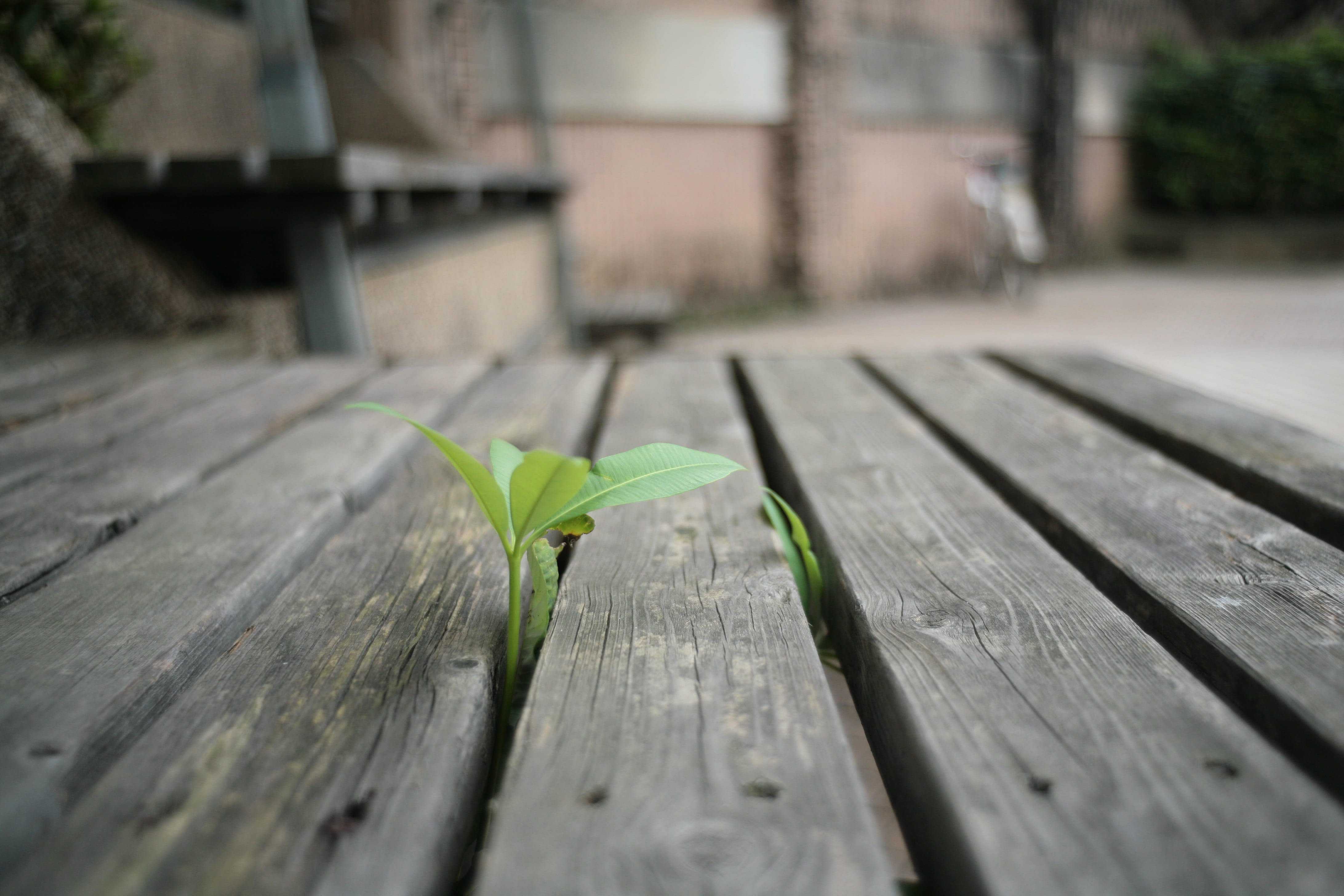 surface level, park bench, growth, bench, arbour, footpath, selective focus, leaf, garden, tabletop, day, wood - material, boardwalk, green color, wood, HD Wallpaper