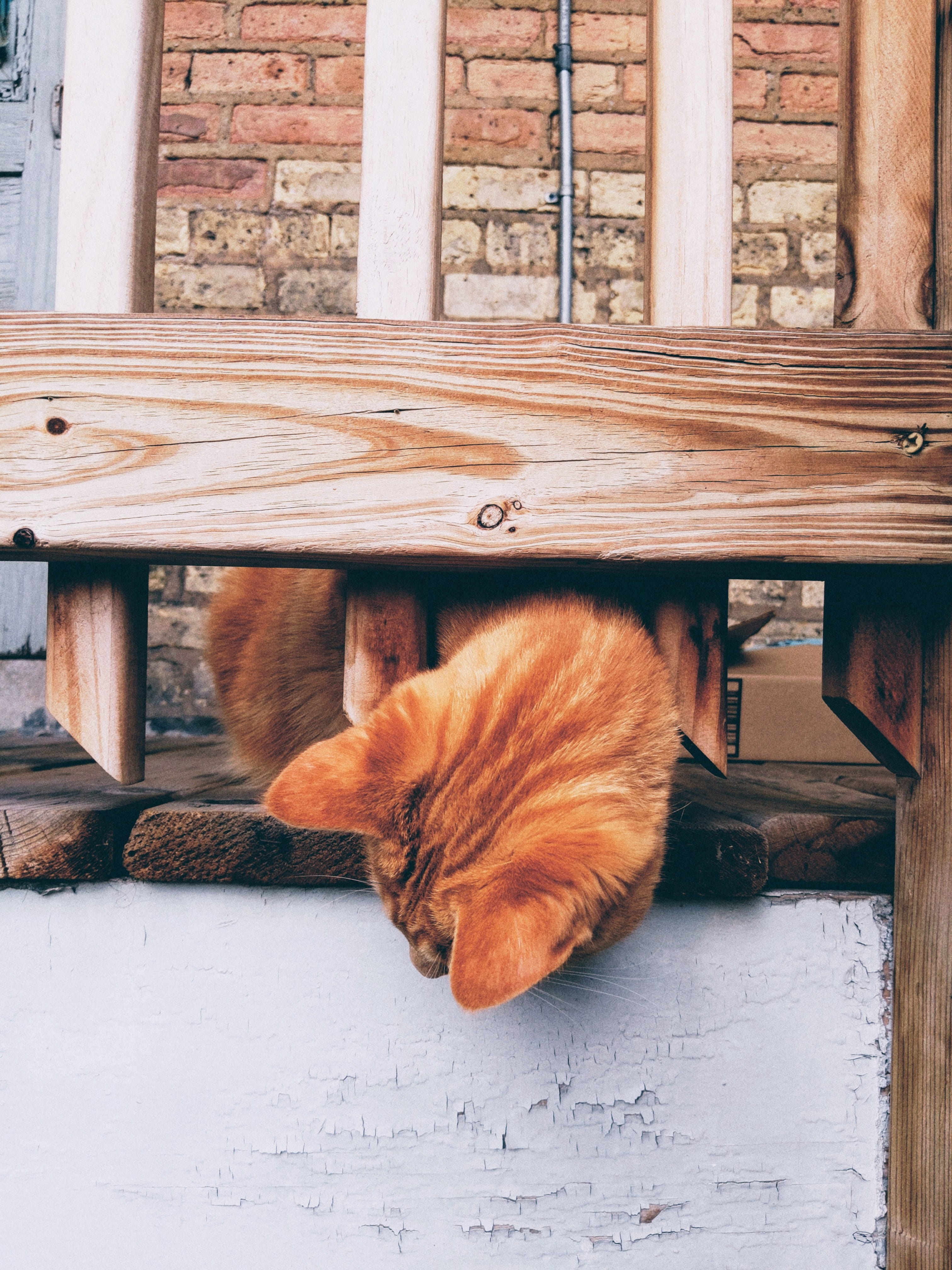 domestic animals, vertebrate, indoors, animal themes, manx, banister, bench, sleeping, pets, building, table, pet, lumber, hardwood, bookcase, relaxation, Phone HD Wallpaper