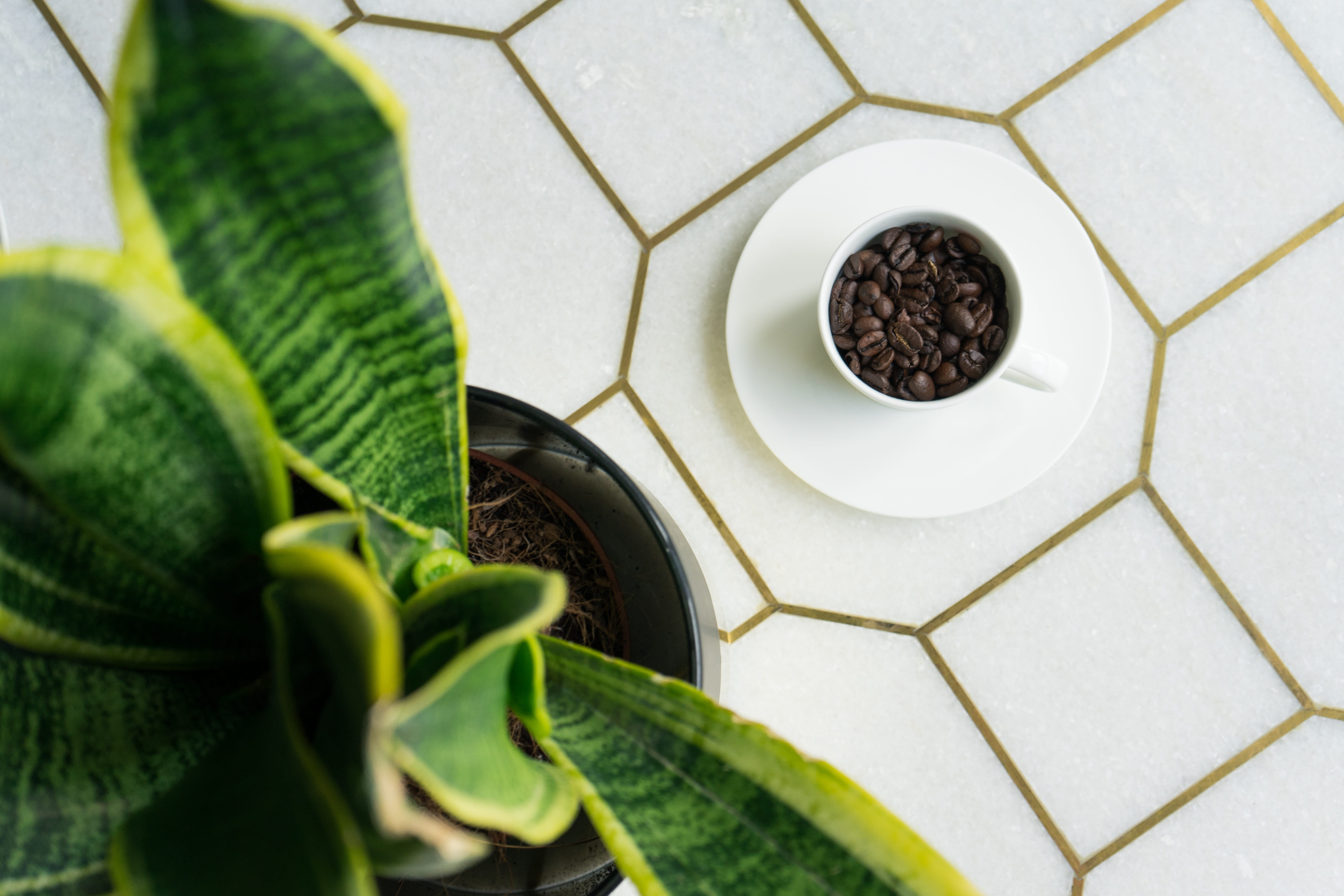 directly above, leaves, healthy lifestyle, home decor, plants, high angle view, home, kitchen, leaf, drink, snake, coffee, decor, growth, turkish coffee, HD Wallpaper