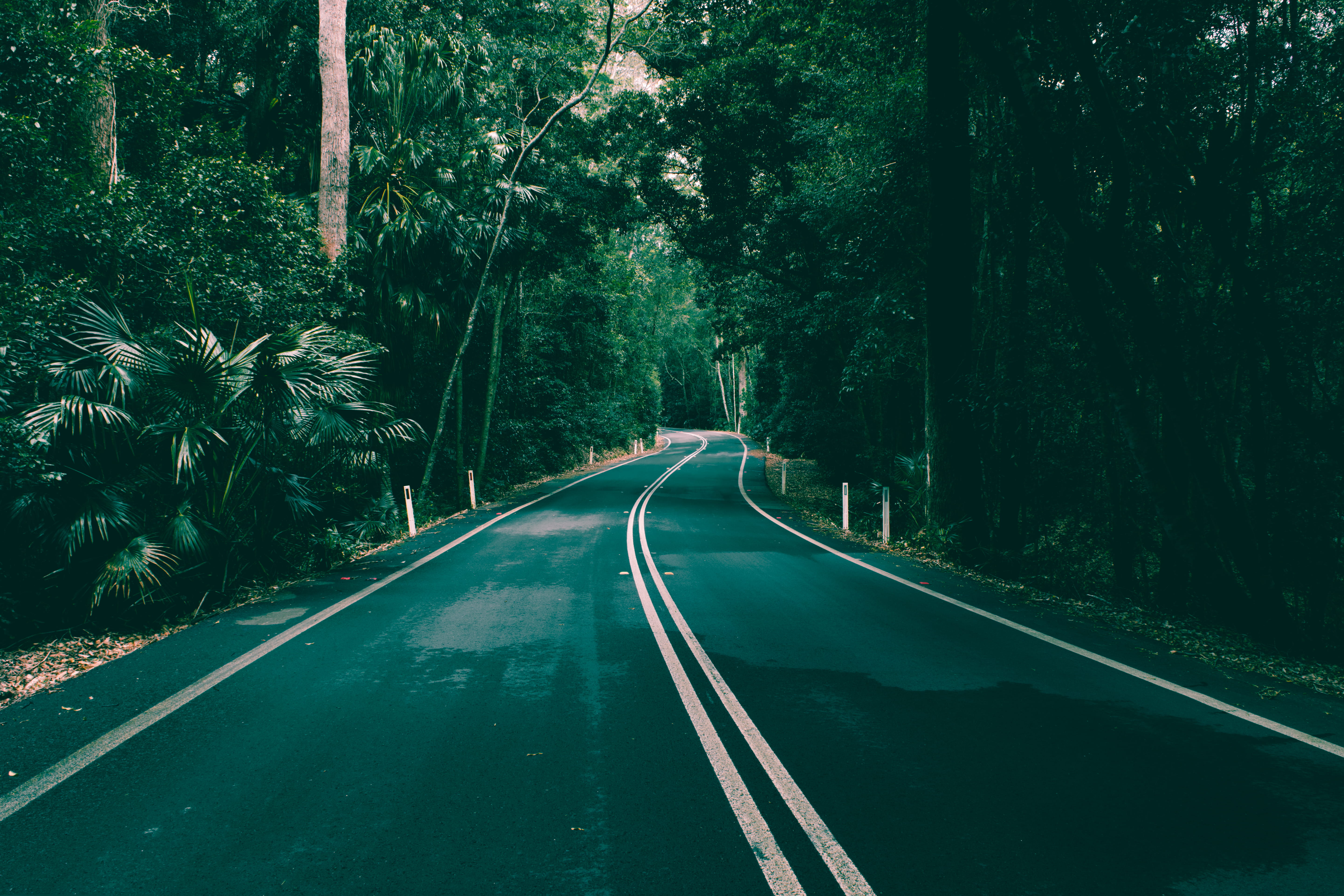 trees, highway, no people, tarmac, sad, green color, arbour, symbol, growth, direction, green, sideboard, sign, cover, marking, empty, furniture, the way forward, HD Wallpaper