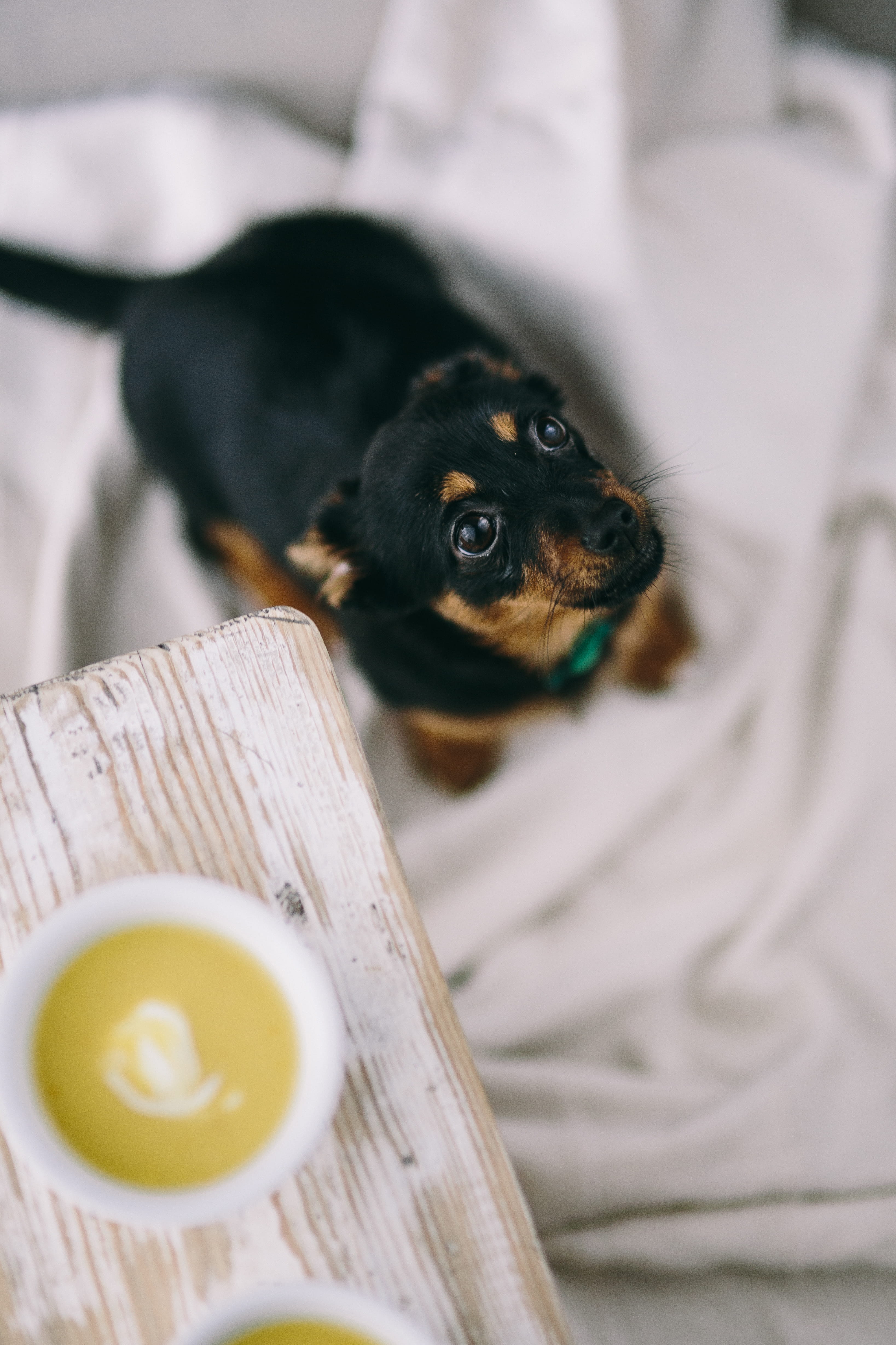 mammal, animal, black color, brown, 4K, puppy, pets, soup, bread, meal, canine, high angle view, domestic, close-up, vertebrate, cute, food, lap dog, parsley, Phone HD Wallpaper