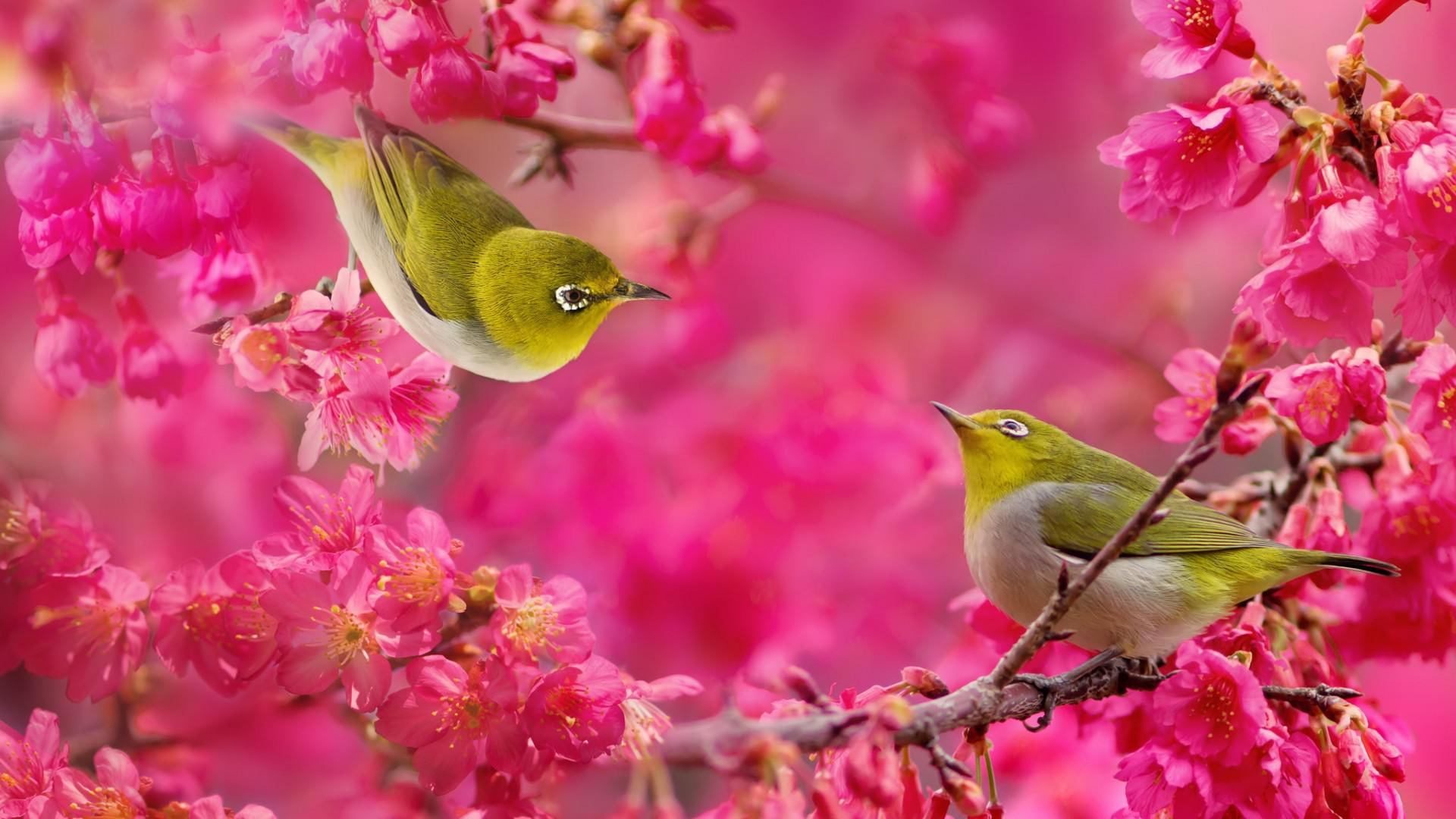 white, flowers, eye, japanese, branches, grey, small, birds, pink, animals, raspberry, 1080P, green, bird, HD Wallpaper