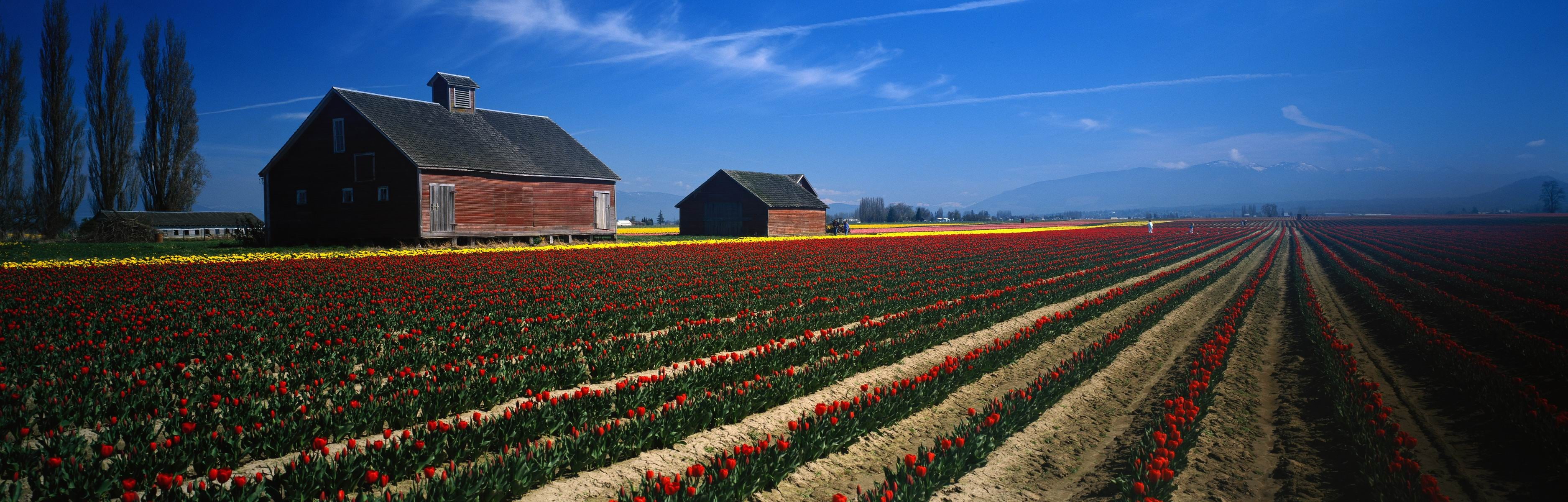 environment, built structure, plant, food and drink, flowers, land, building, landscape, no people, rural scene, agriculture, nature, food, farm, beauty in nature, HD Wallpaper