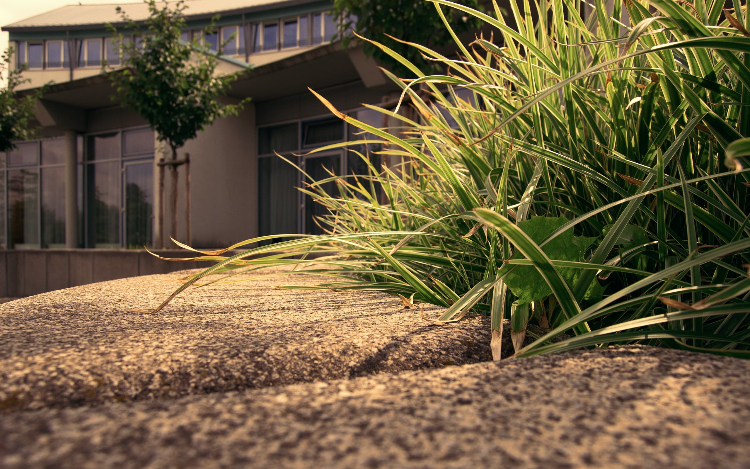direction, in a row, architecture, macro, street, built structure, untitled, house, the way forward, 2K, green color, building, building exterior, sunlight, HD Wallpaper