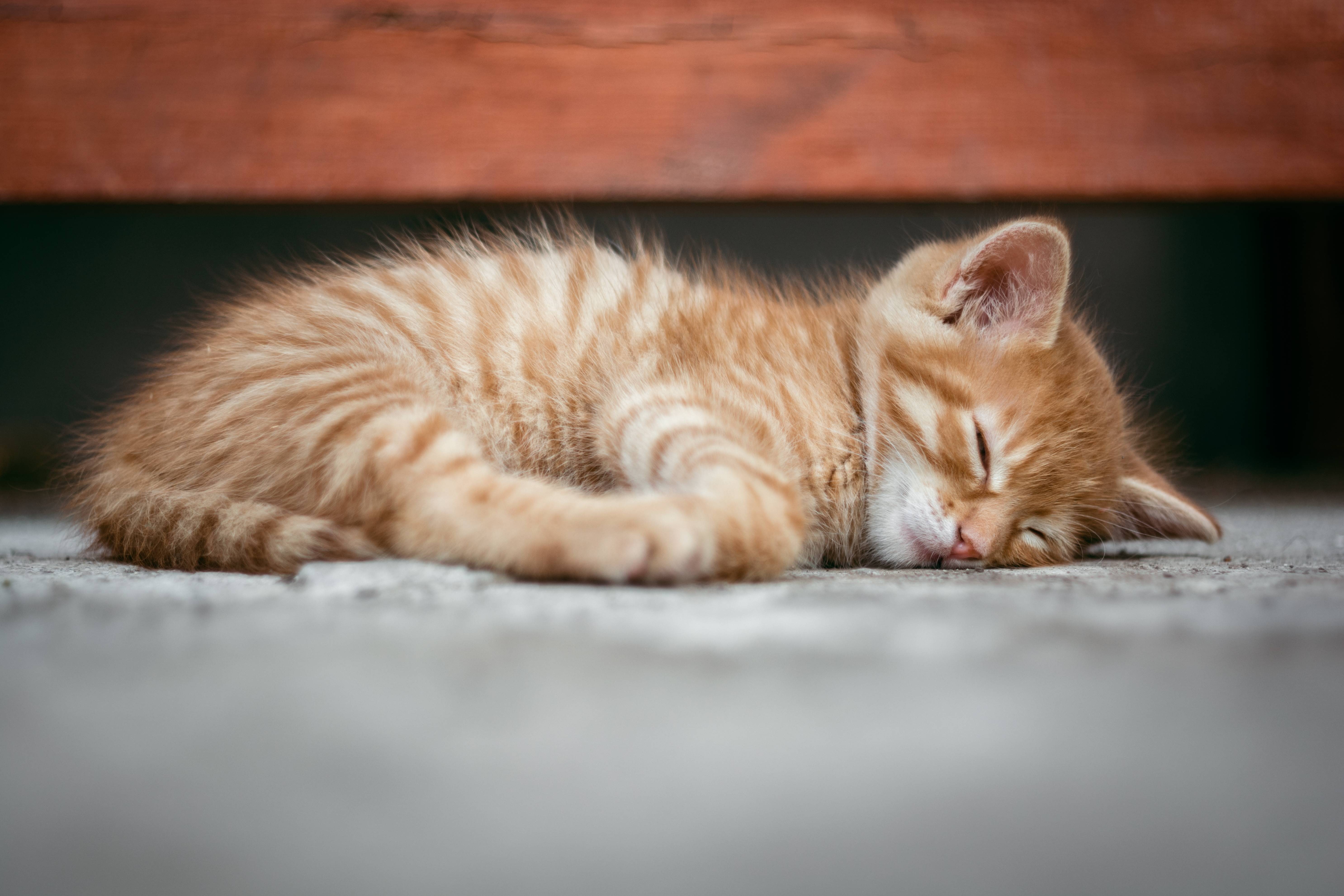 tabby, kitten, animal, napping, domestic animals, selective focus, domestic, domestic cat, feline, redhead, relaxation, asleep, one animal, indoors, resting, HD Wallpaper