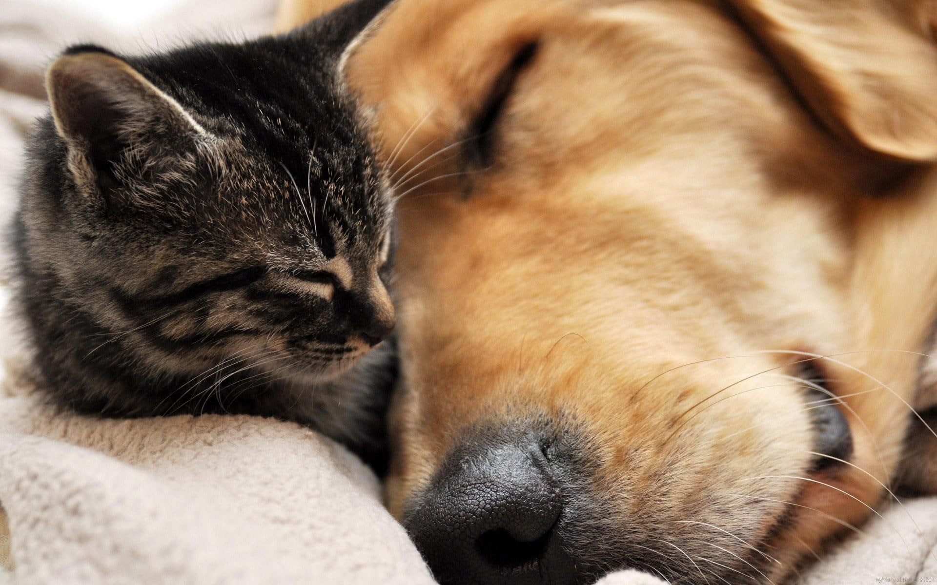 brown, dog, asleep, kitten, sleep, animal, tabby, black, 1080P, cat, hug, HD Wallpaper