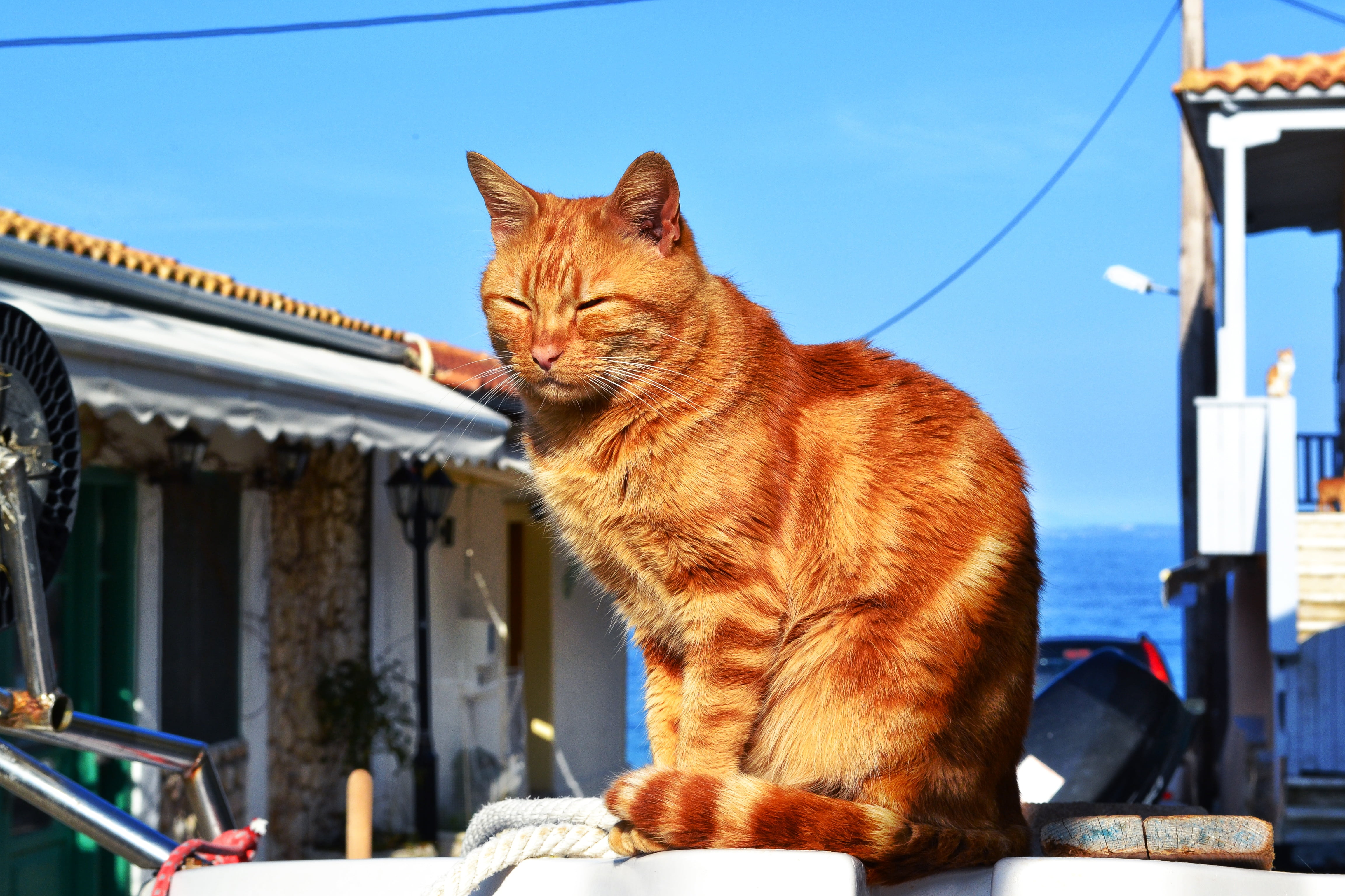 animal, sleeping animal, domestic cat, relax, pet, no people, domestic animals, comfortable, nature, cat, built structure, details, mammal, architecture, HD Wallpaper