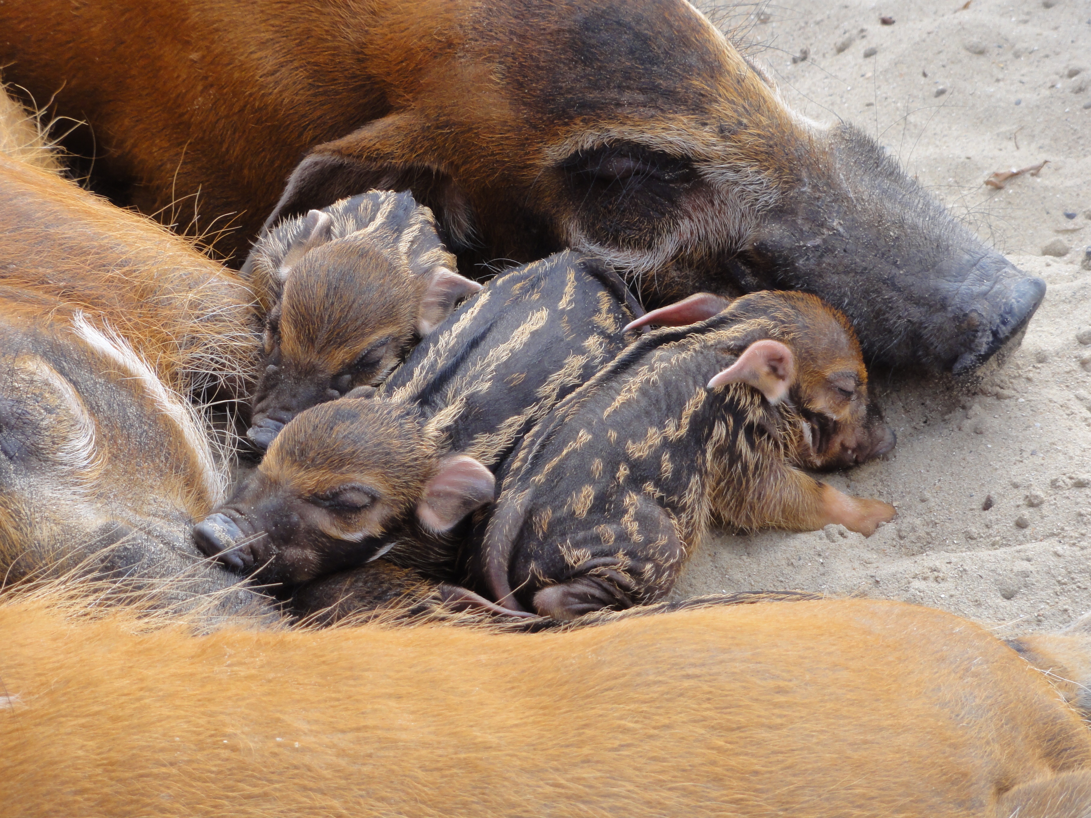 young animal, four animals, eyes closed, animals in the wild, animal, no people, animal wildlife, resting, day, mammal, animal family, relaxation, piglets, HD Wallpaper