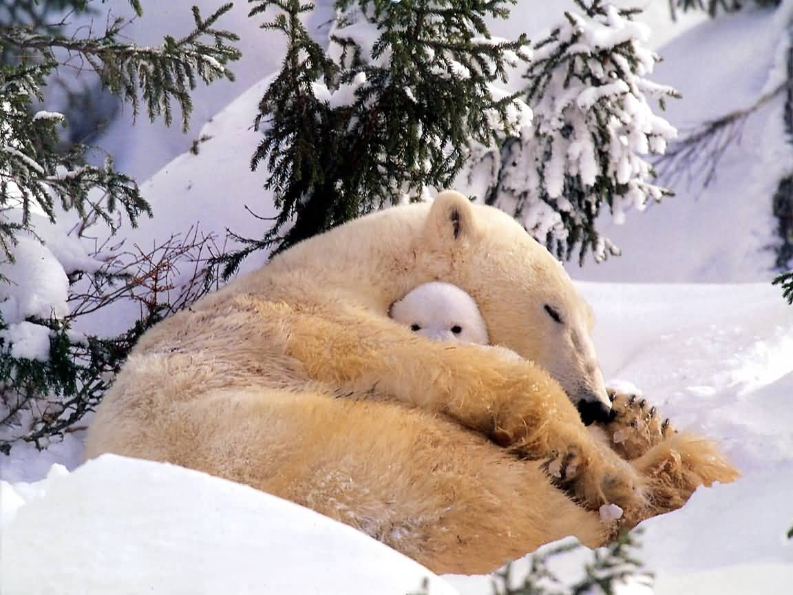 m, 480P, watching, ASLEEP, eyes, art, baby, animals, snow, hd, bears, HD Wallpaper