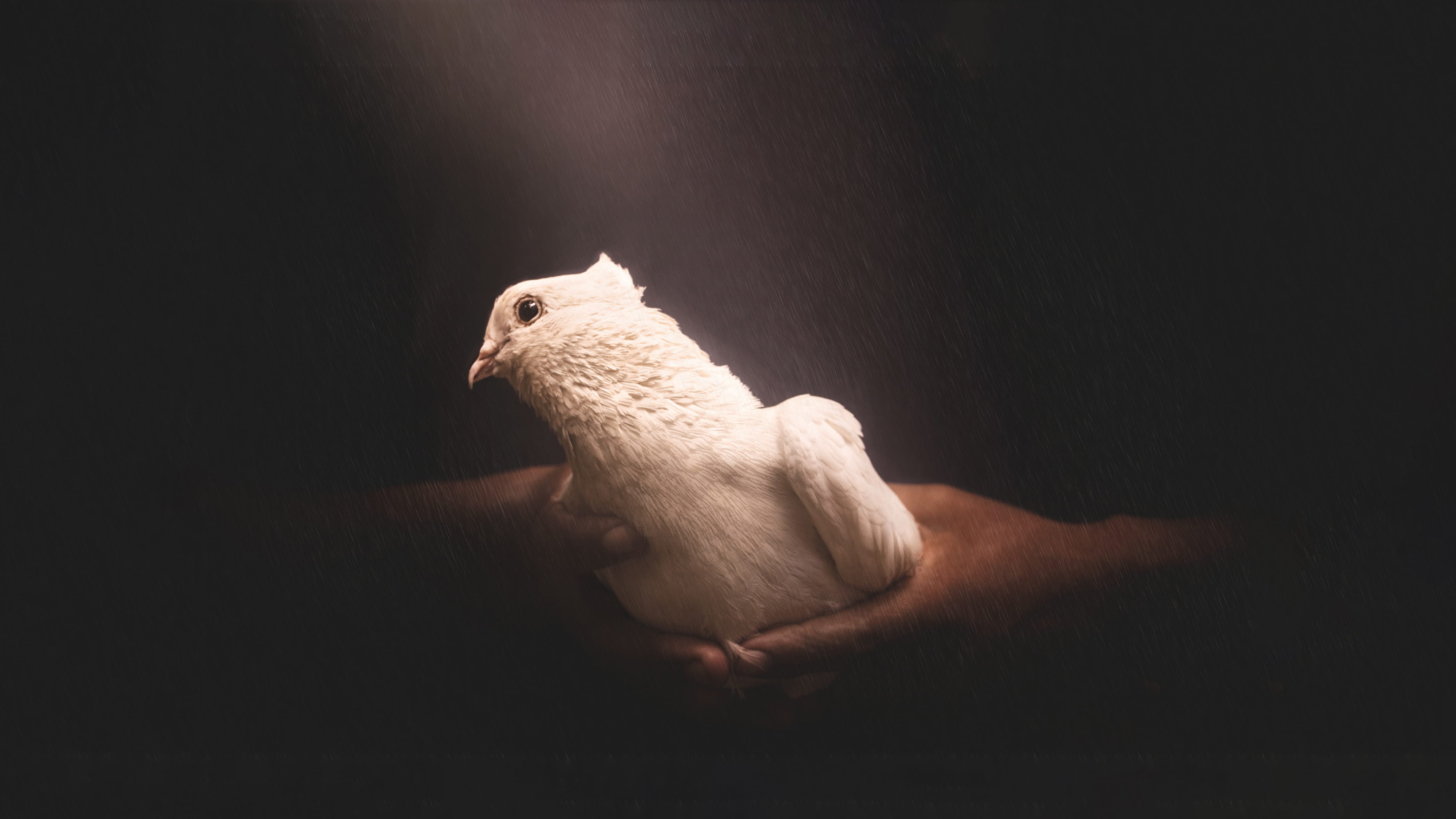 relaxation, finger, parrot, sitting, one animal, sleeping, vertebrate, animal, art, asleep, animal wildlife, cockatoo, no people, indoors, figurine, rodent, HD Wallpaper