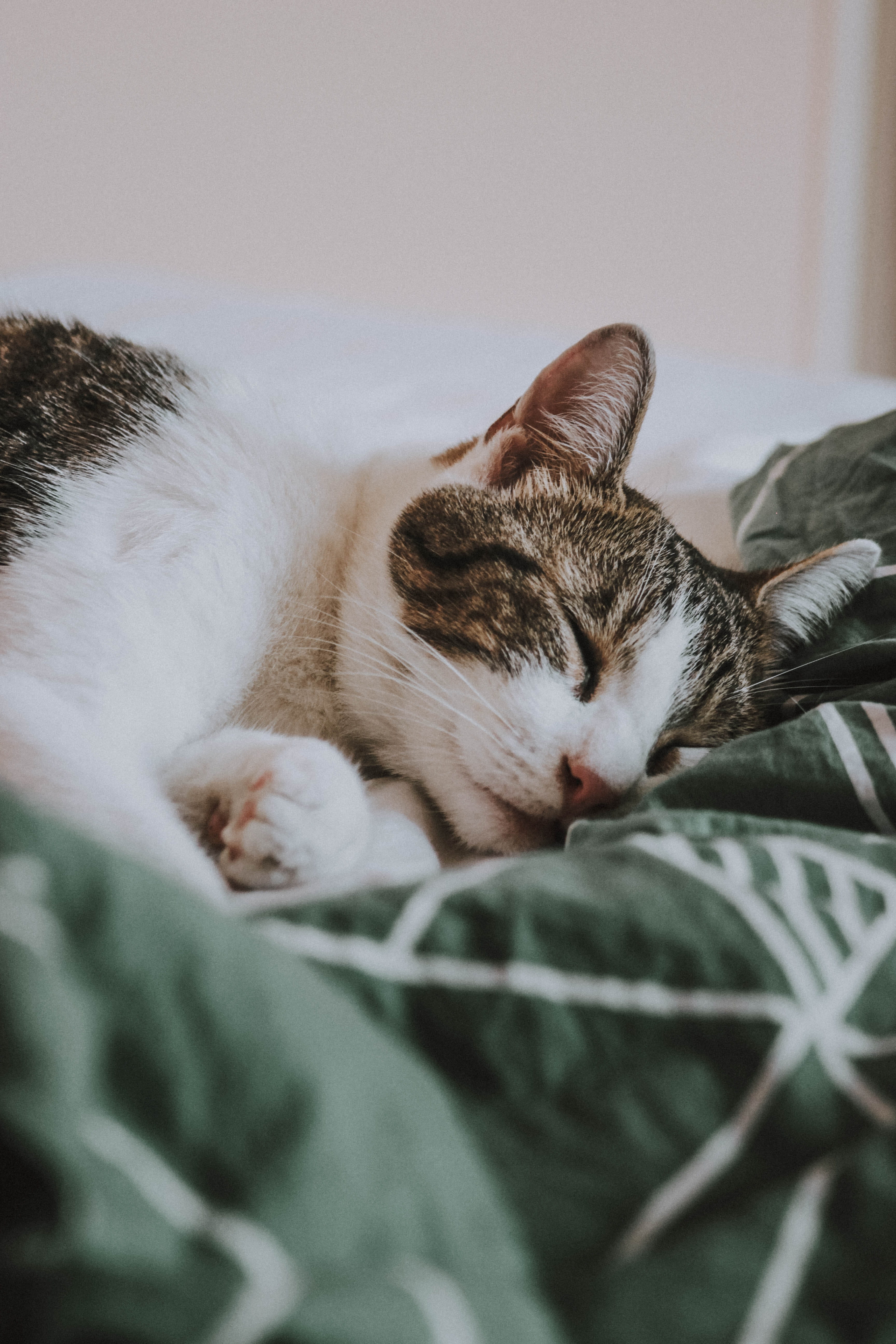 face, bedroom, fur, cute, indoors, pet, nature, asleep, beautiful, duvet, nose, animal, lying Down, feline, pillow, silver, young Animal, portrait, resting, Phone HD Wallpaper