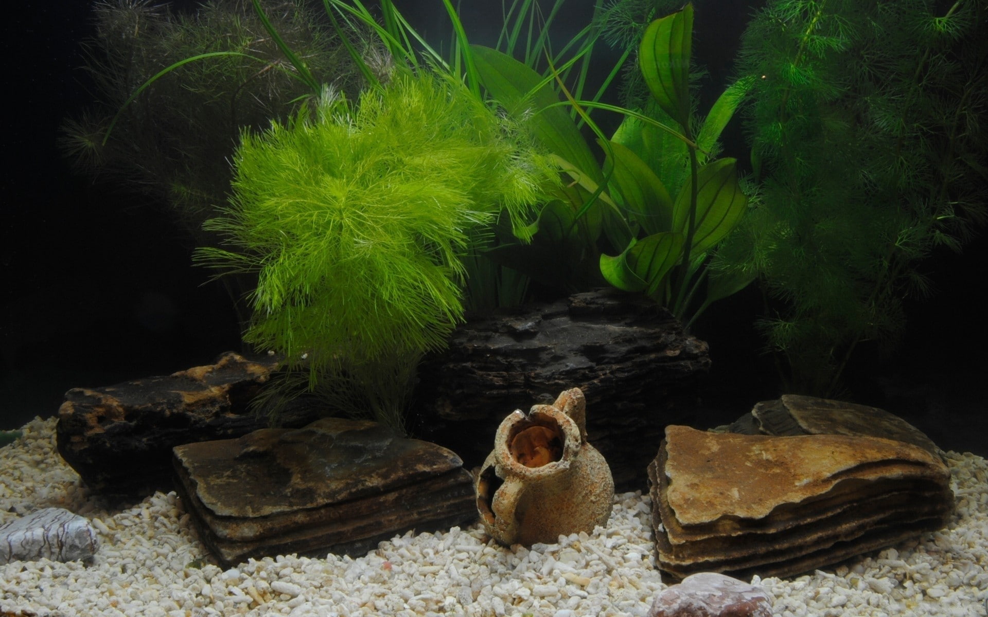 aquarium, 1080P, HD Wallpaper