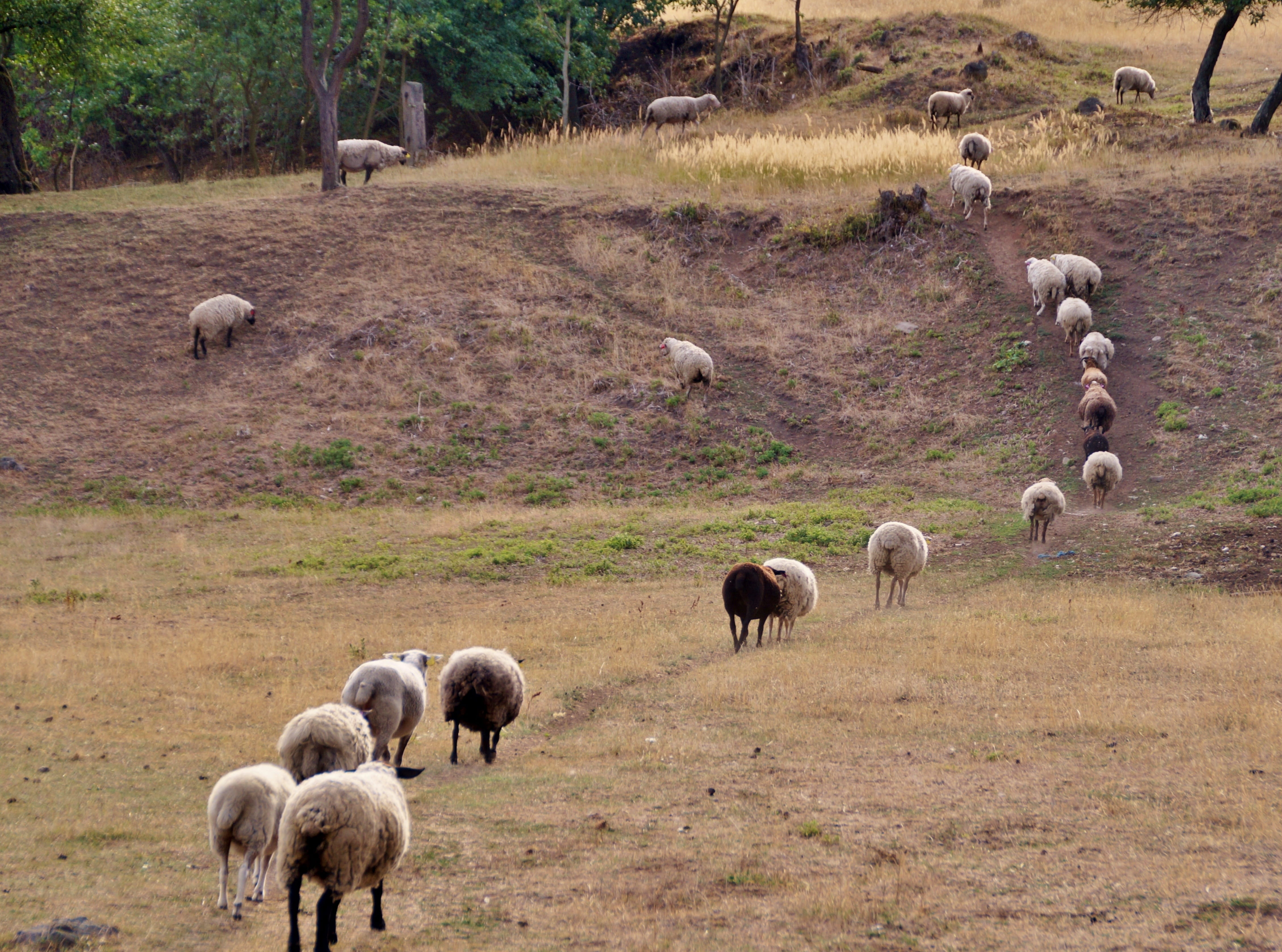 landscape, wave, flock of sheep, grass, field, agriculture, home, 4K, plant, counting, evening, return, vertebrate, animal themes, herd, grazing, domestic, HD Wallpaper