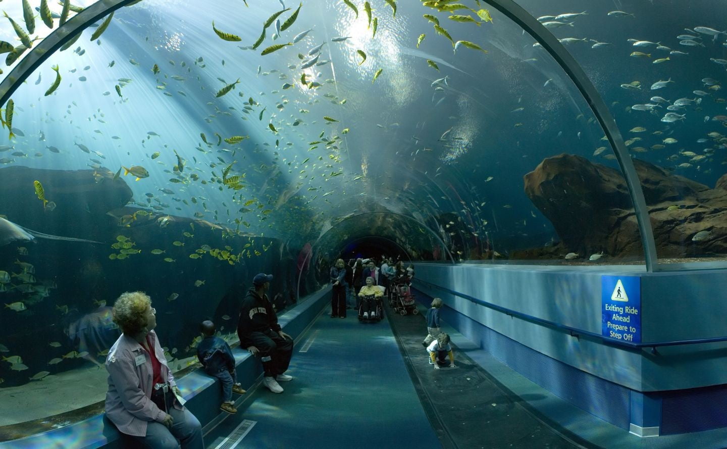 jacket, underwater, marine, women, group of people, s, water, adult, lifestyles, zip, tank, animals in captivity, 720P, animals in the wild, white, aquarium, HD Wallpaper