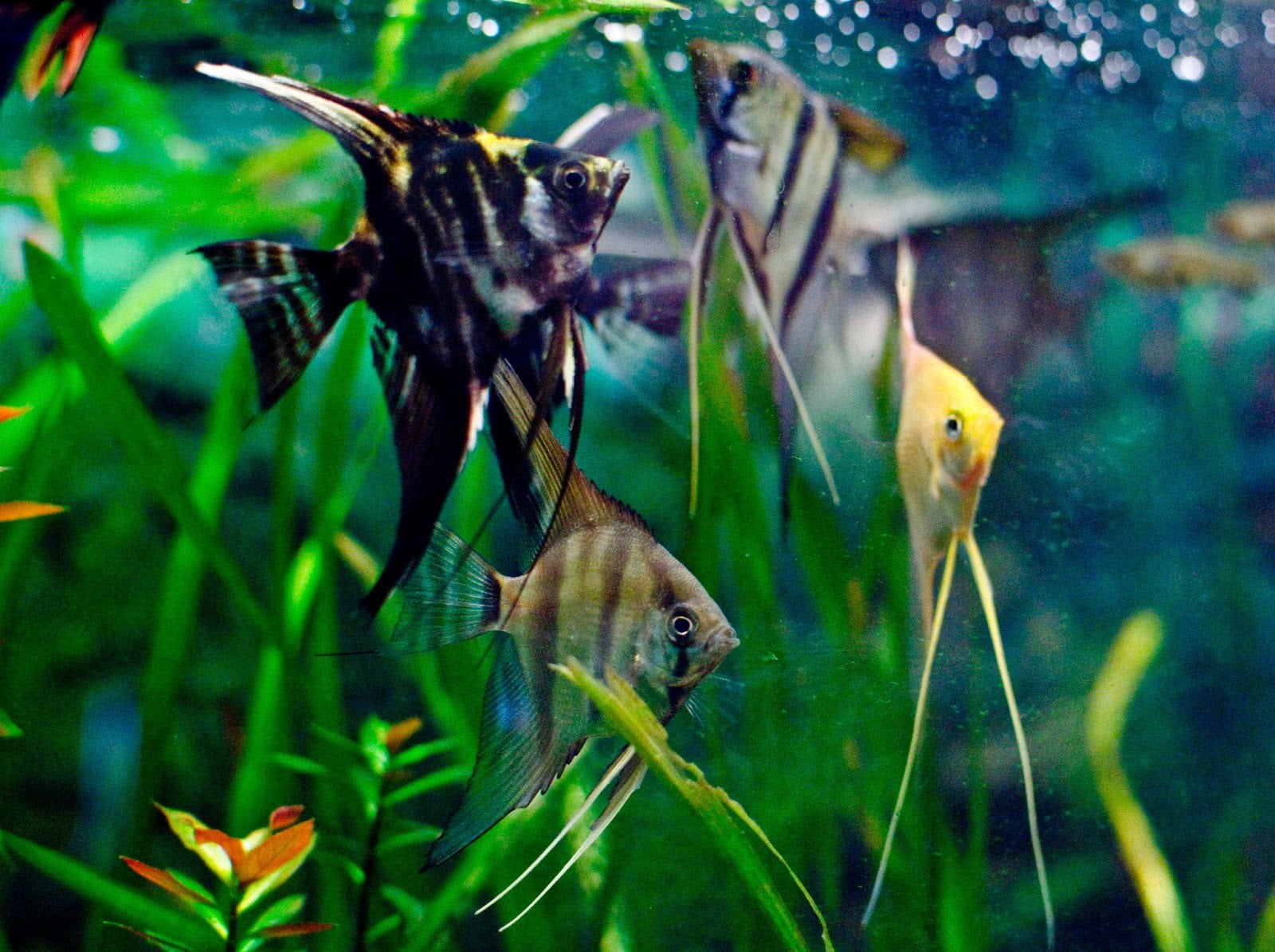 animal, 720P, vertebrate, marine, animal wildlife, underwater, swimming, aquarium, green, water, bird, painting, nature, glass - material, animal themes, HD Wallpaper