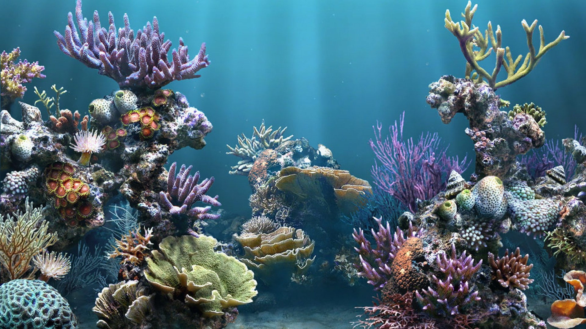 flower arrangement, flower, underwater, animal, beauty in nature, coral, animal themes, aquarium  picture backgrounds, ecosystem, animals in the wild, undersea, HD Wallpaper