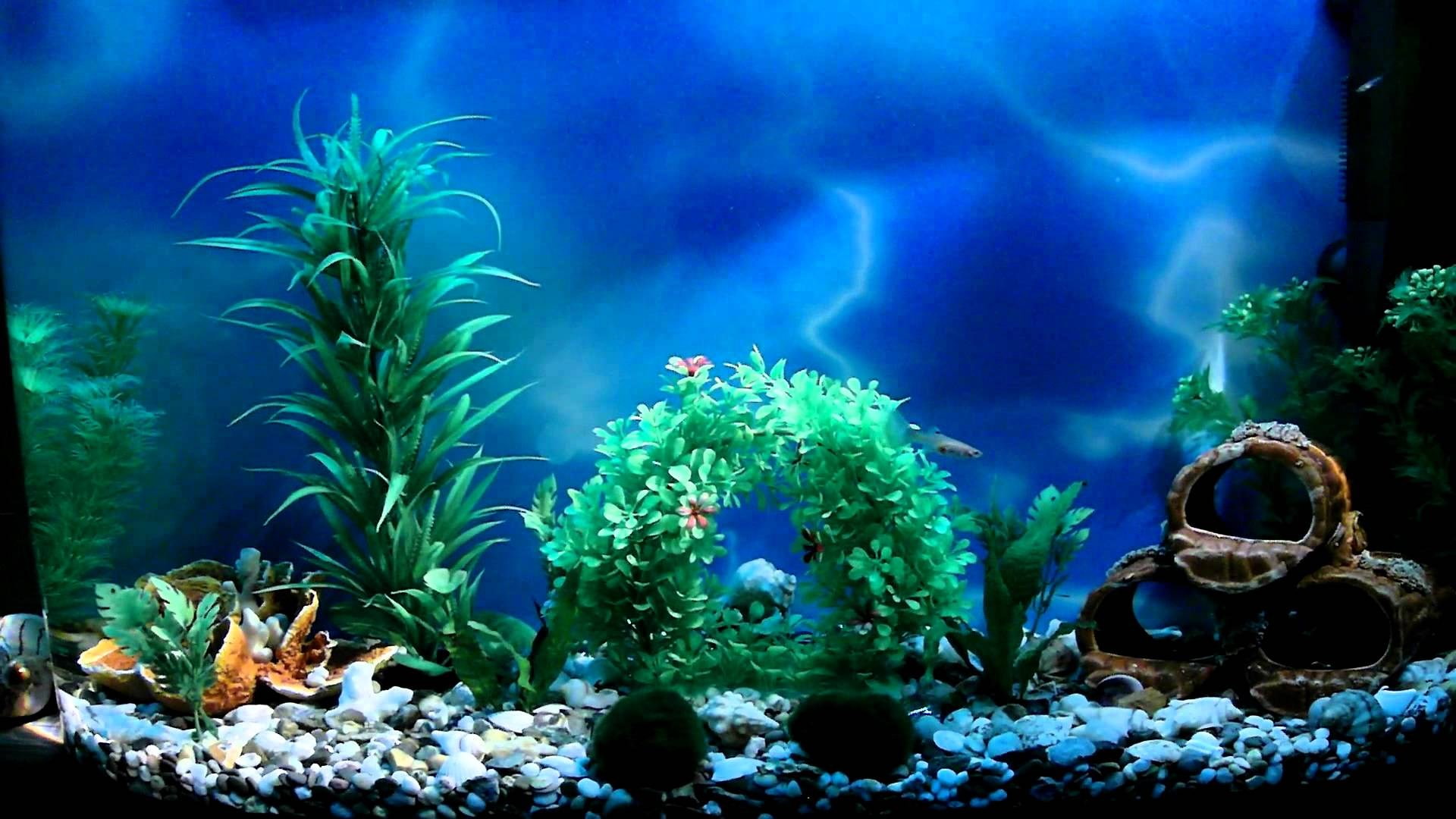 nature, water, animal themes, animals in the wild, aquarium, underwater, animal, animals in captivity, invertebrate, marine, aquarium computer  backgrounds, HD Wallpaper
