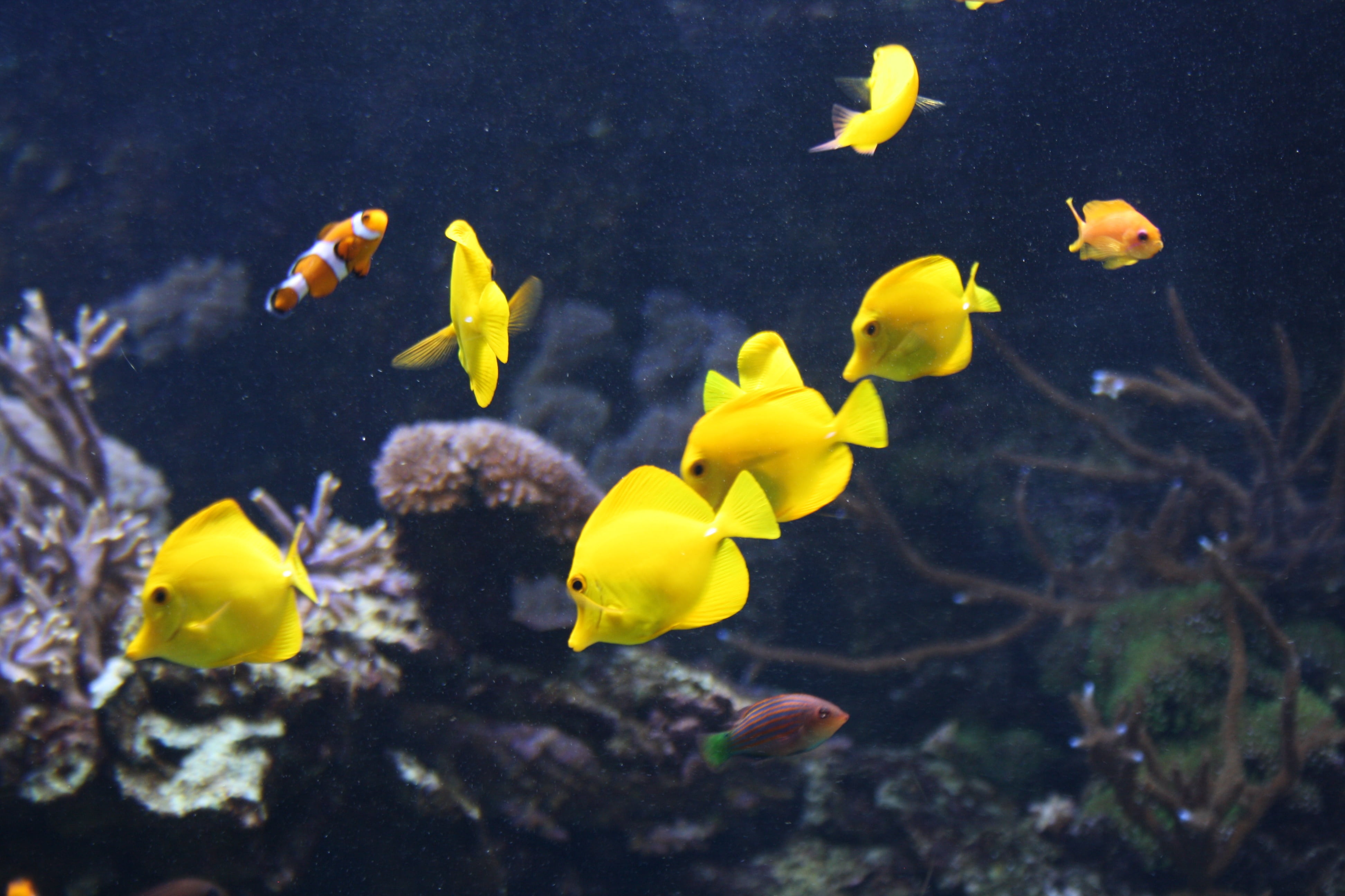 animal themes, vertebrate, outdoors, school, ecosystem, sea, animals in the wild, beauty in nature, underwater, animal, valencia, aquarium, colorful, undersea, HD Wallpaper