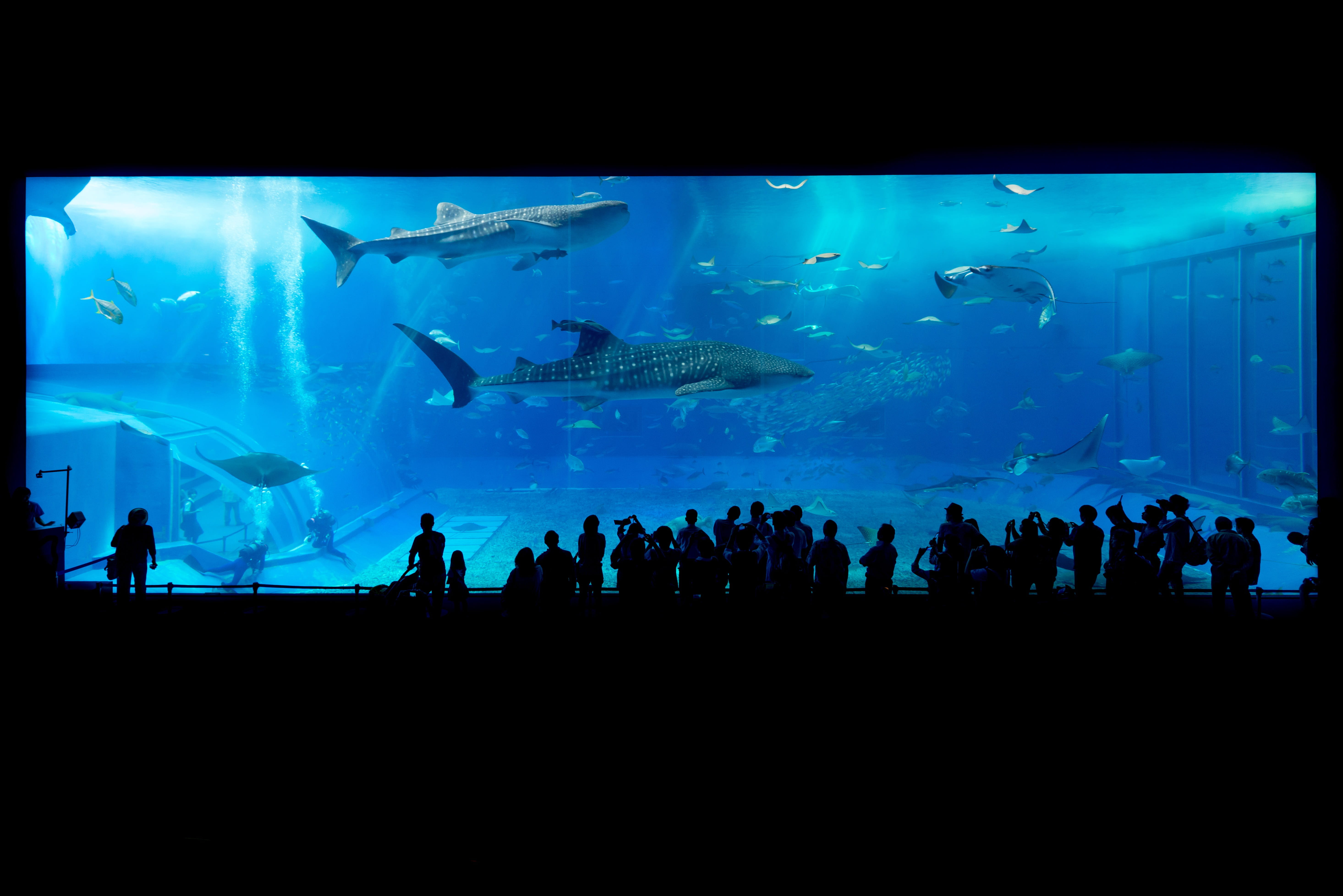 crowd, animal wildlife, watching, outdoors, vertebrate, large group of people, swimming, life, glass, success, front, okinawa, real people, ocean, japan, HD Wallpaper