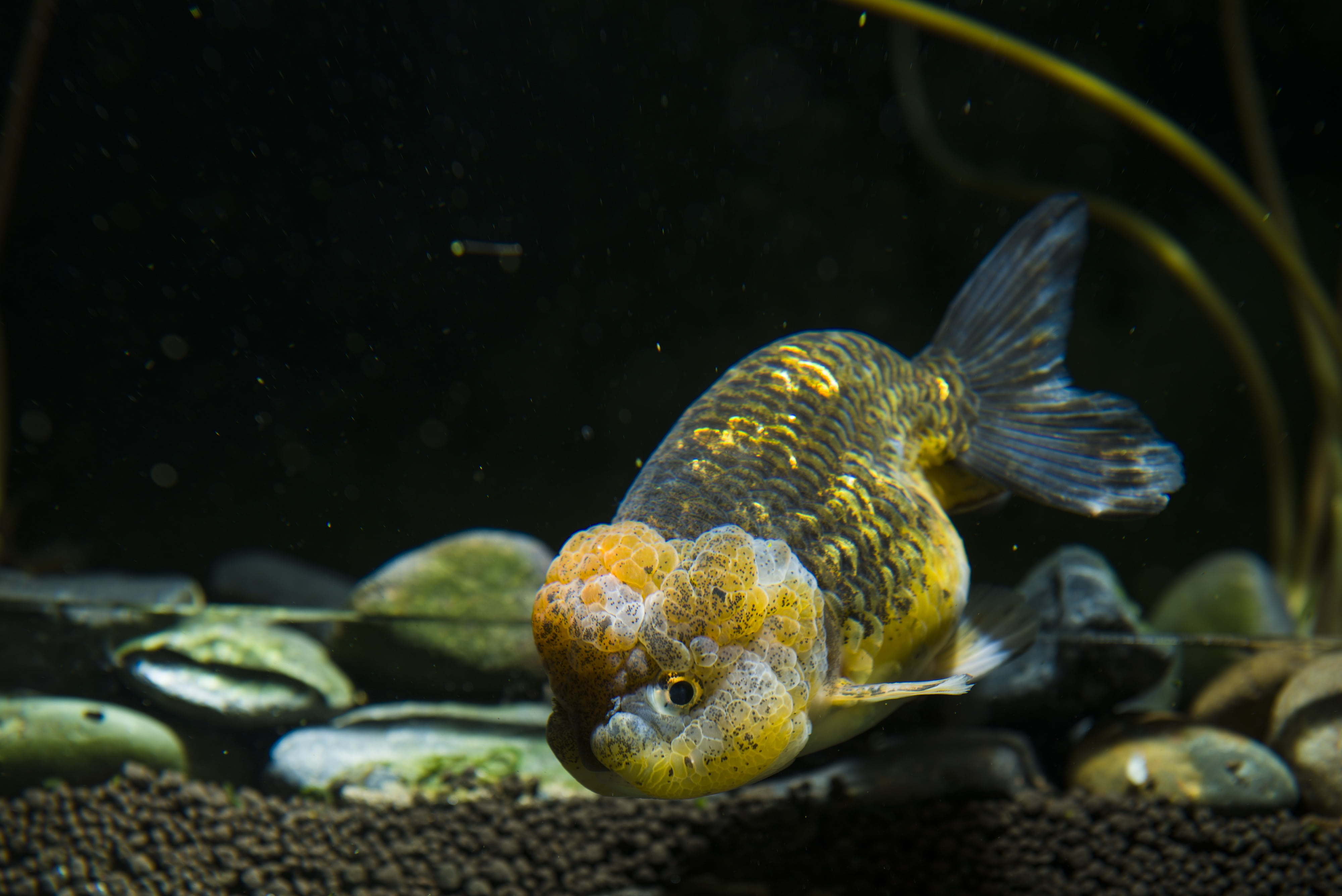 glass - material, reptile, no people, sea life, pets, goldfish, fish tank, animals in the wild, vertebrate, nature, marine, animal wildlife, water, sea, HD Wallpaper