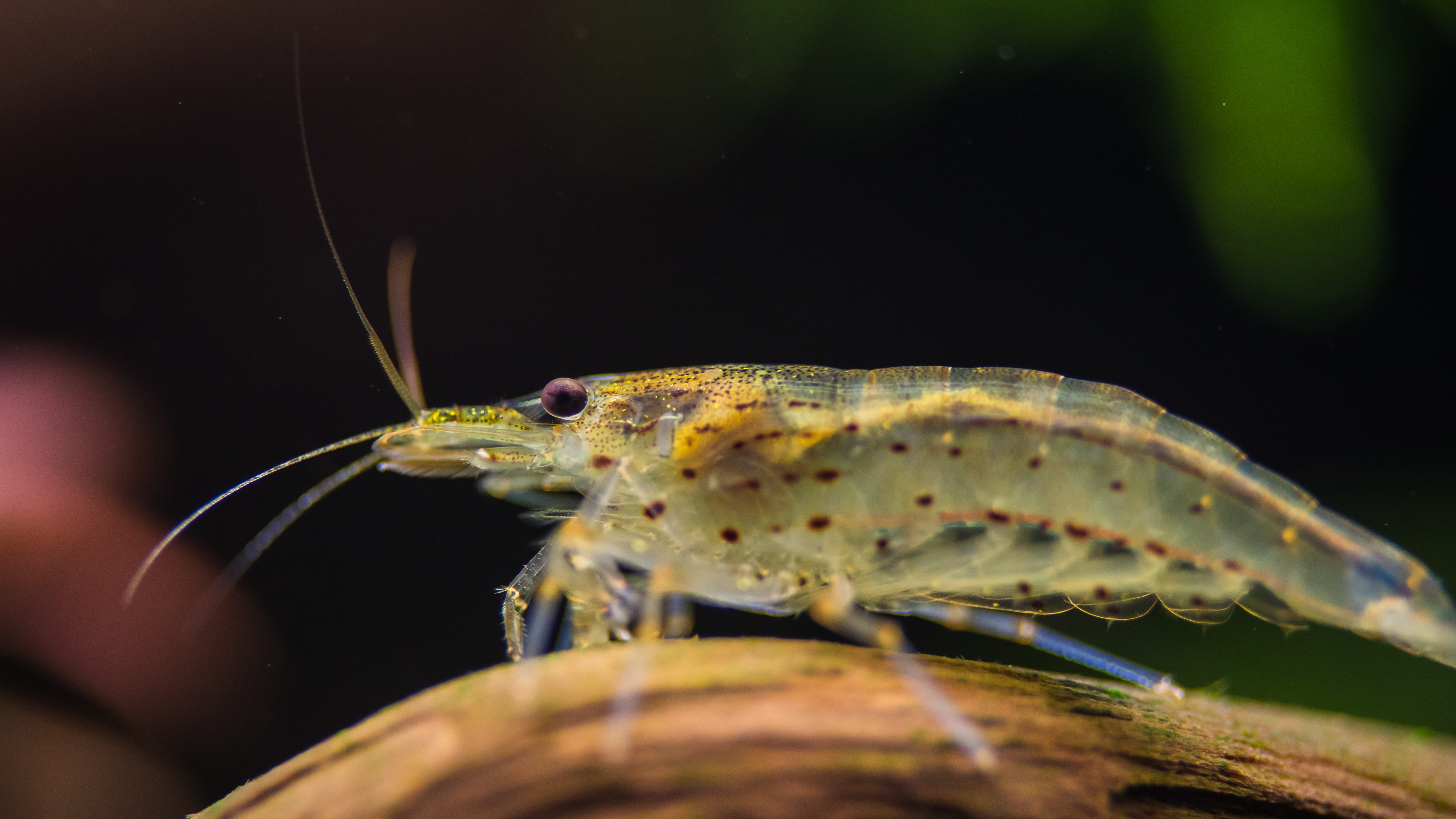 shallow, no people, prawn, black background, animals in the wild, macro, animal, magnification, 5K, caridina, nature, animal head, limb, focus, body part, HD Wallpaper