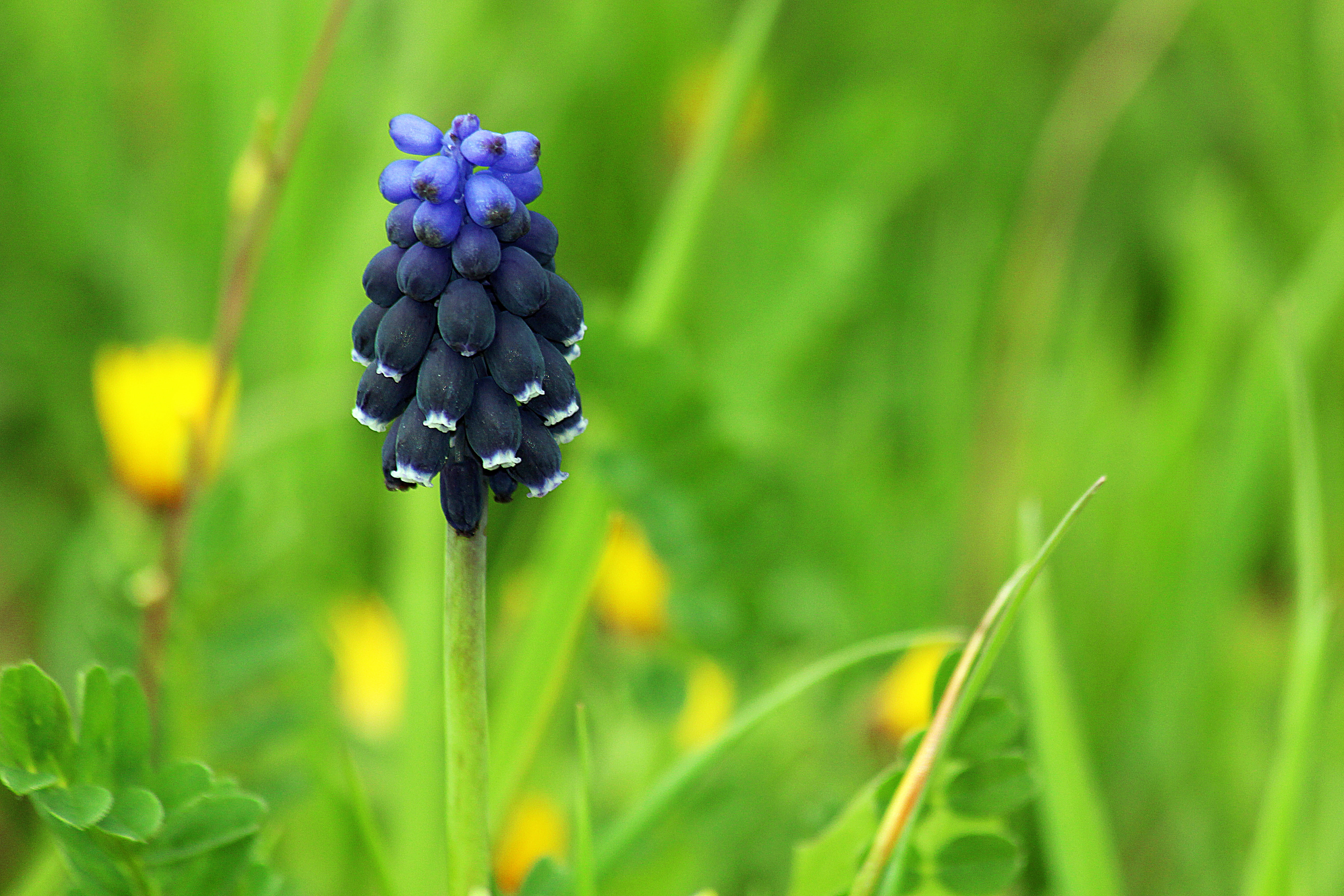 cebolla, moro, 5K, Señor, lagarto, pictures, del, moreta, black flowers, photo, primavera, black, flower, close-up, gratis, Valdemoro, de Dios, Muscari, HD Wallpaper
